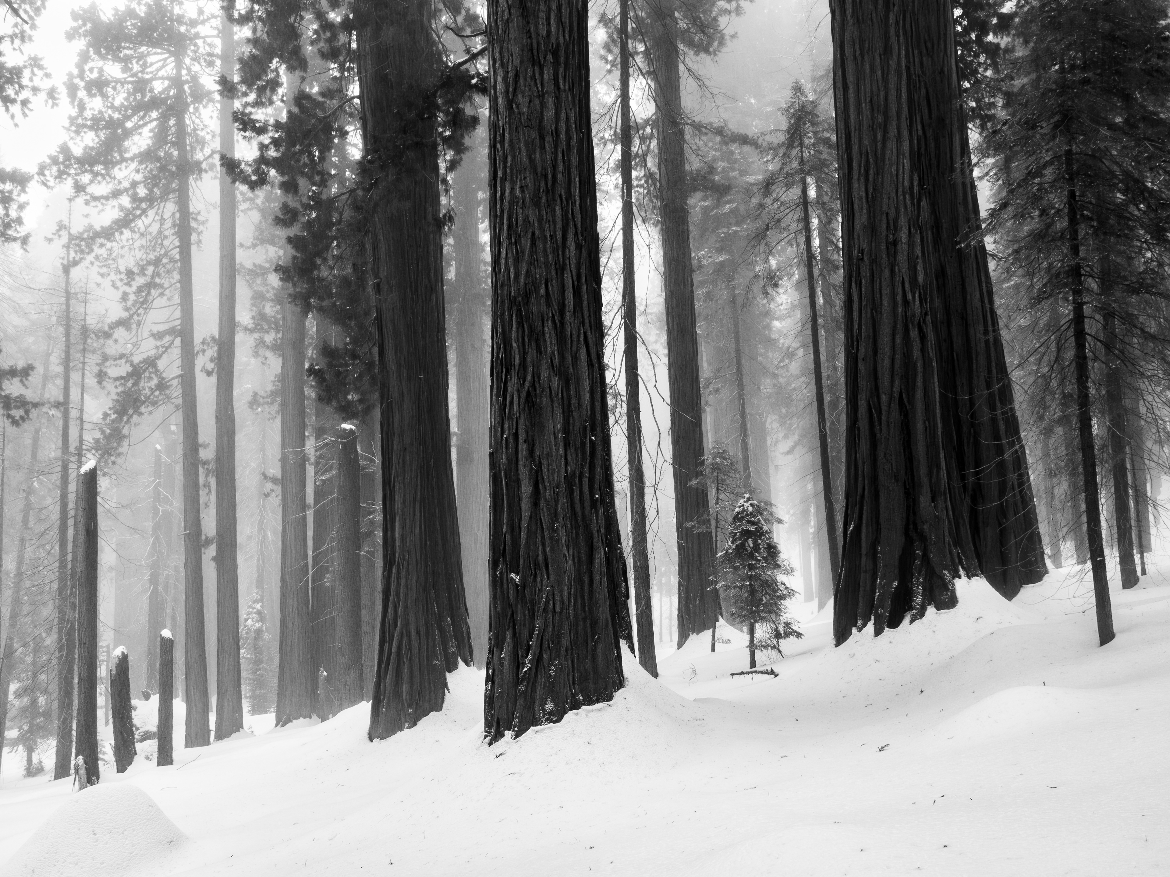 A Foggy Winter Landscape in Giant Forest.