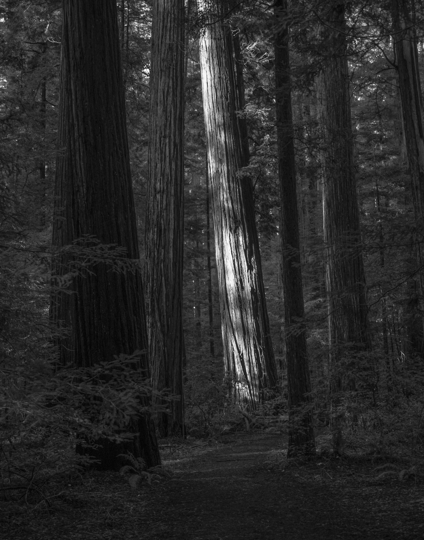 Pillar of Light