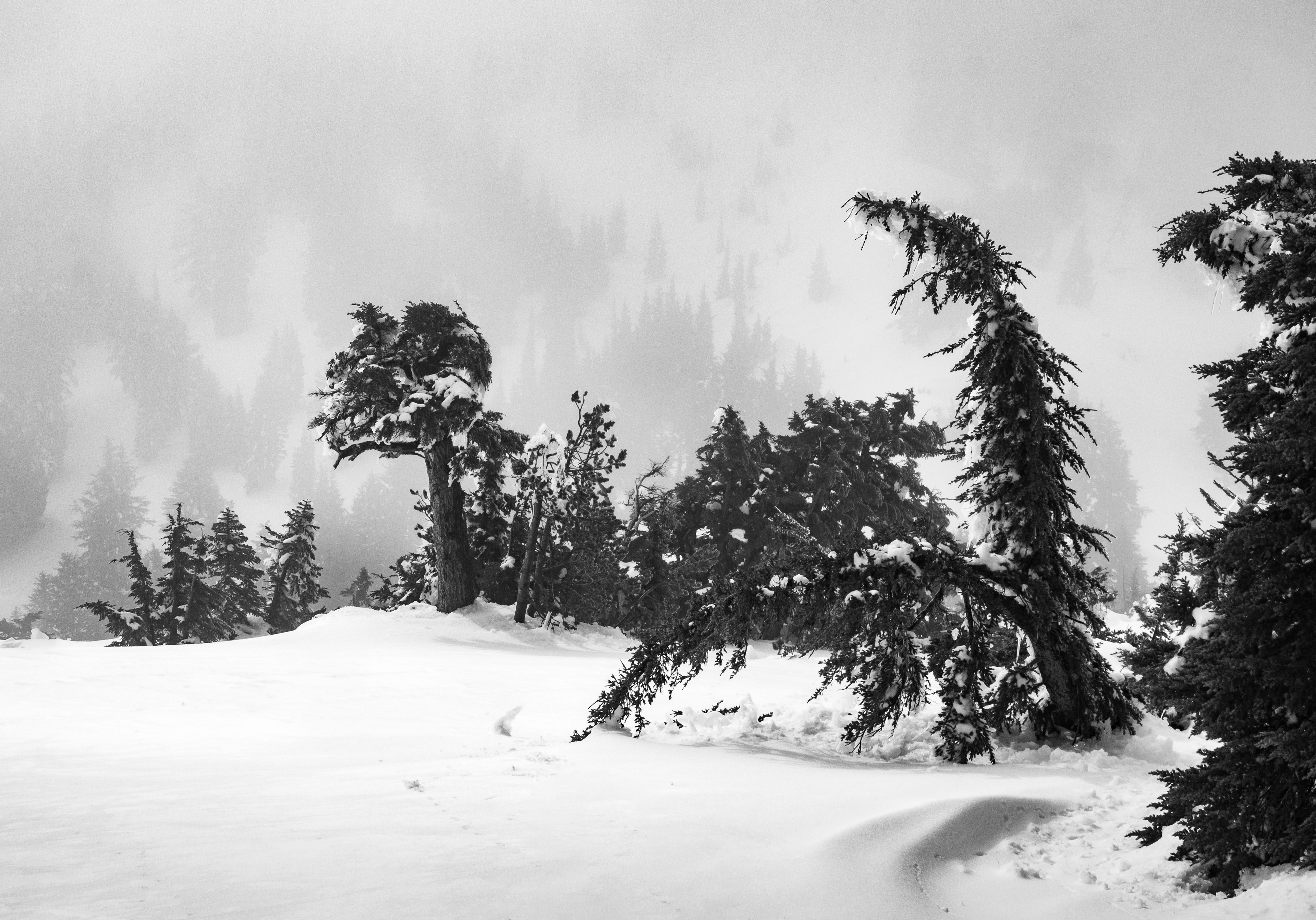 A Snow Covered Forest on the Slope of Brokeoff Mountain