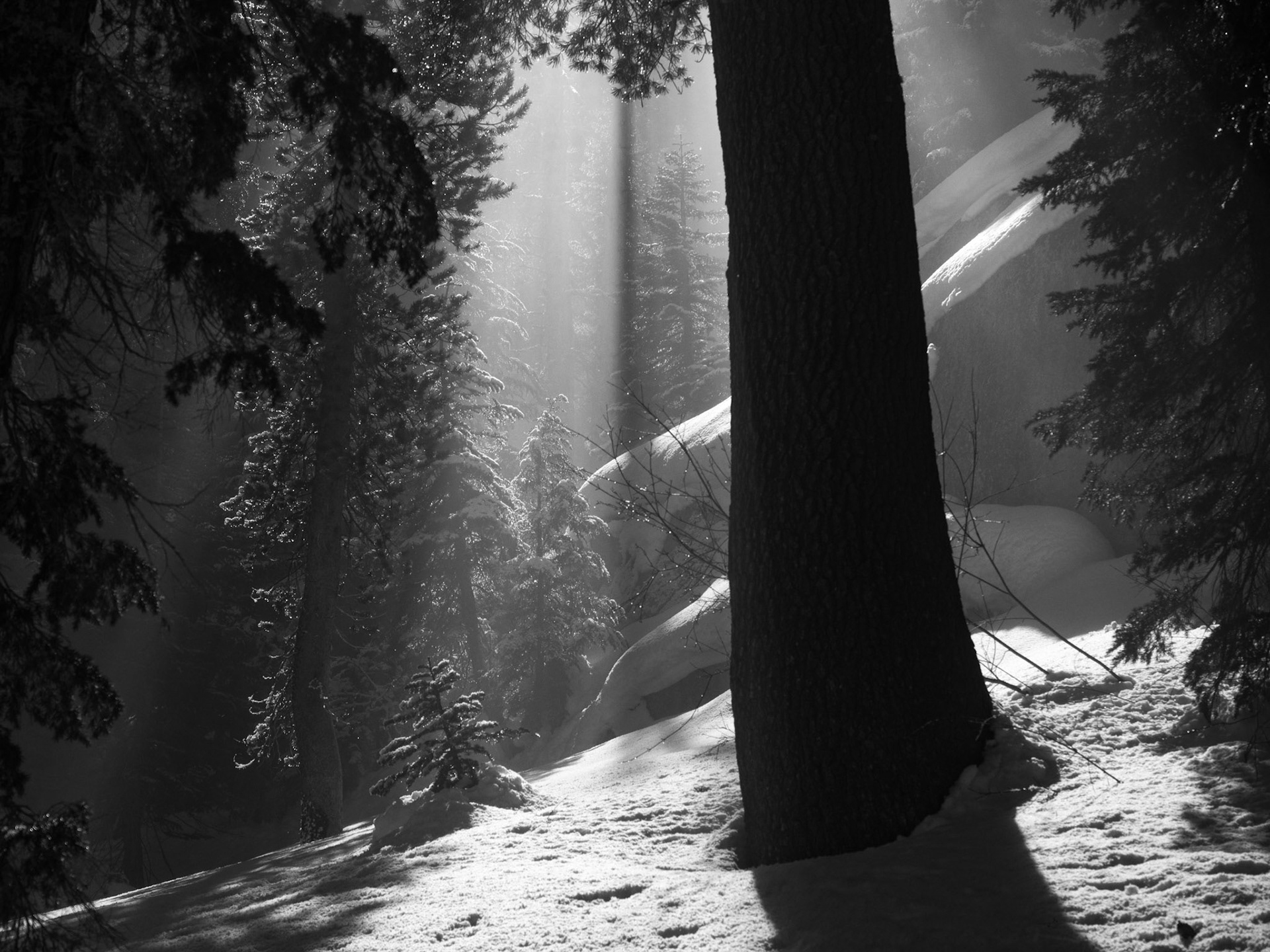 Light Through the Snow Covered Forest 2