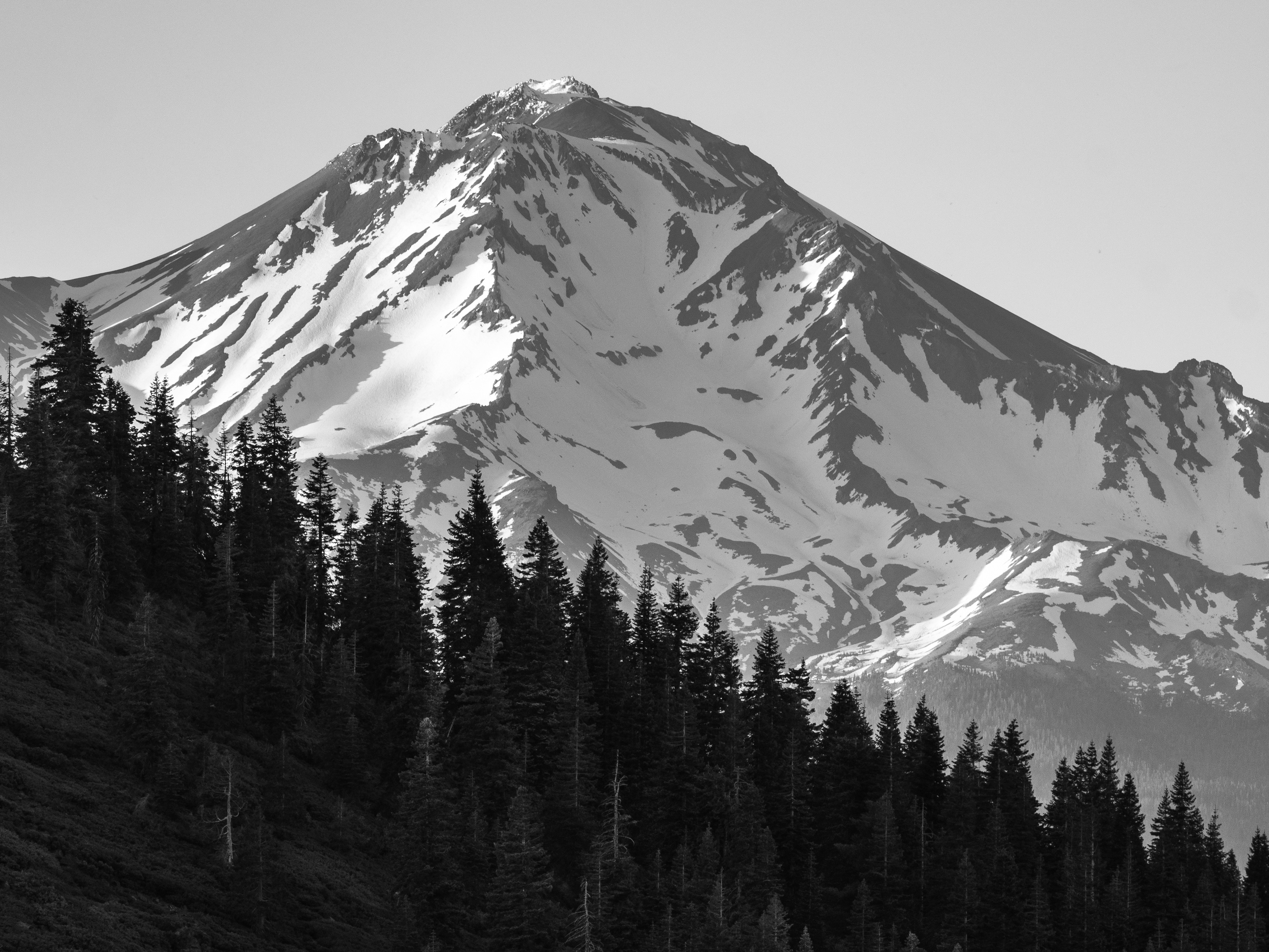 Mount Shasta and a Forested Slope