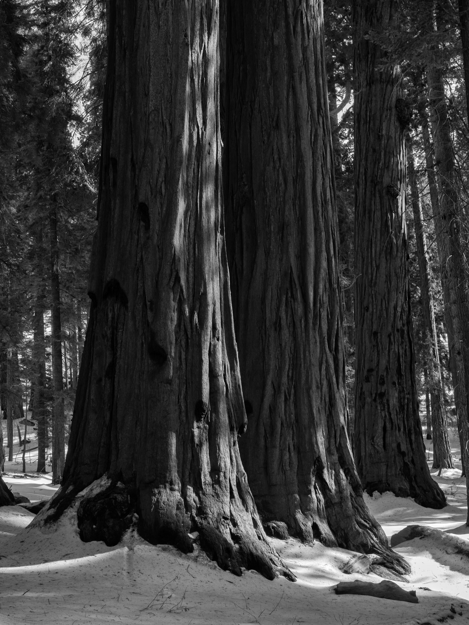 Winter Sequoias