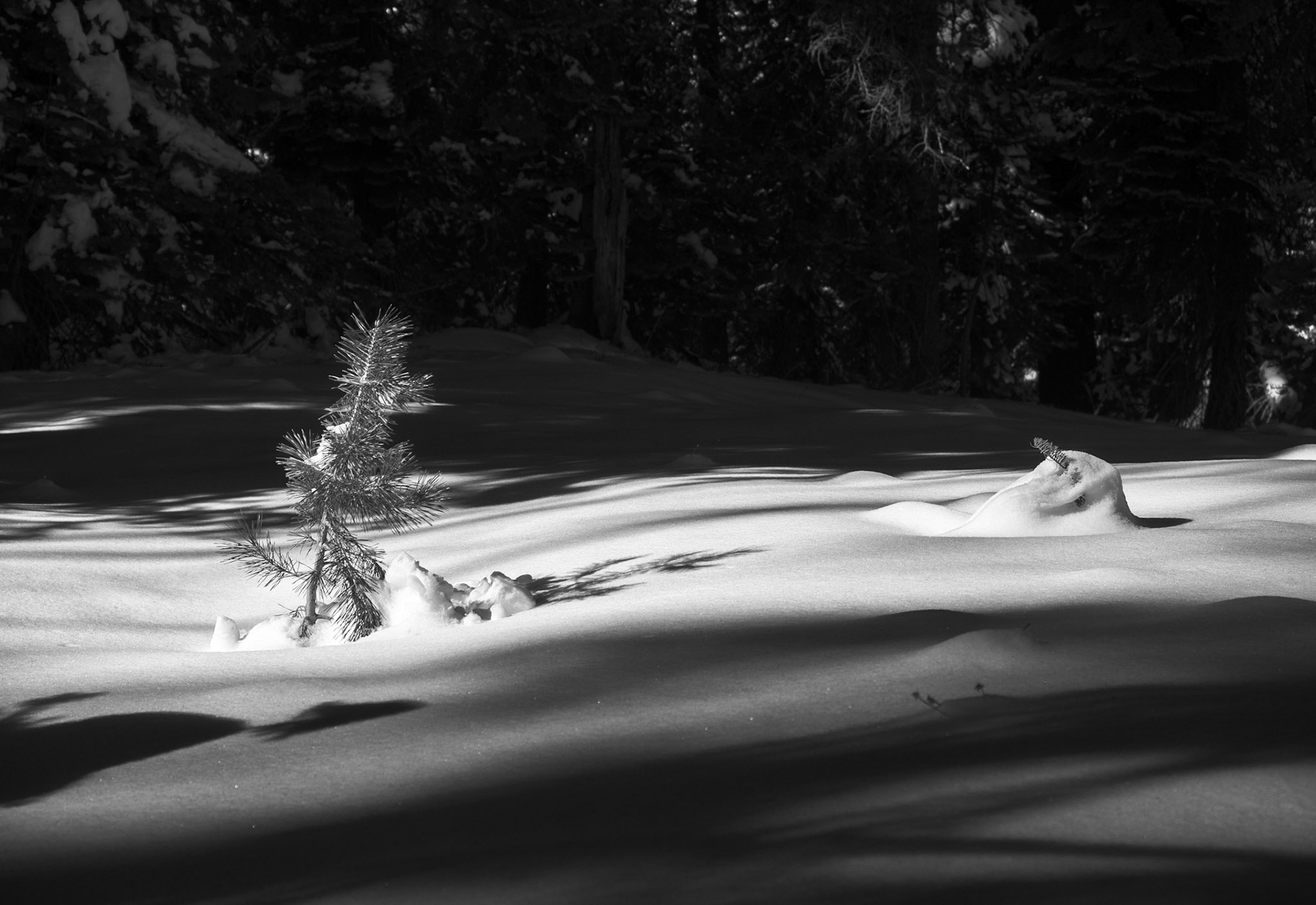 Winter Resilience