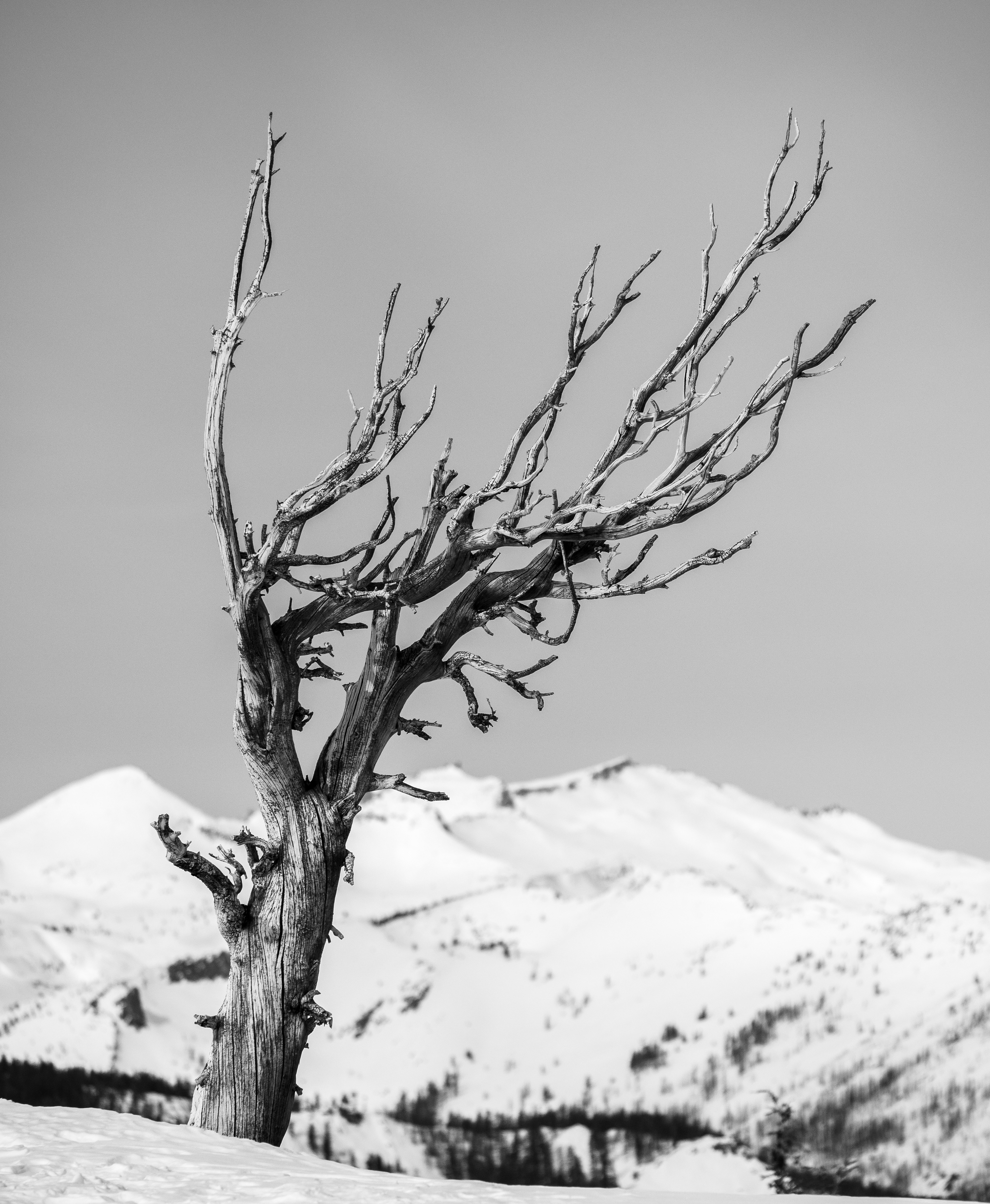 Dead Tree on Waterhouse Peak #1