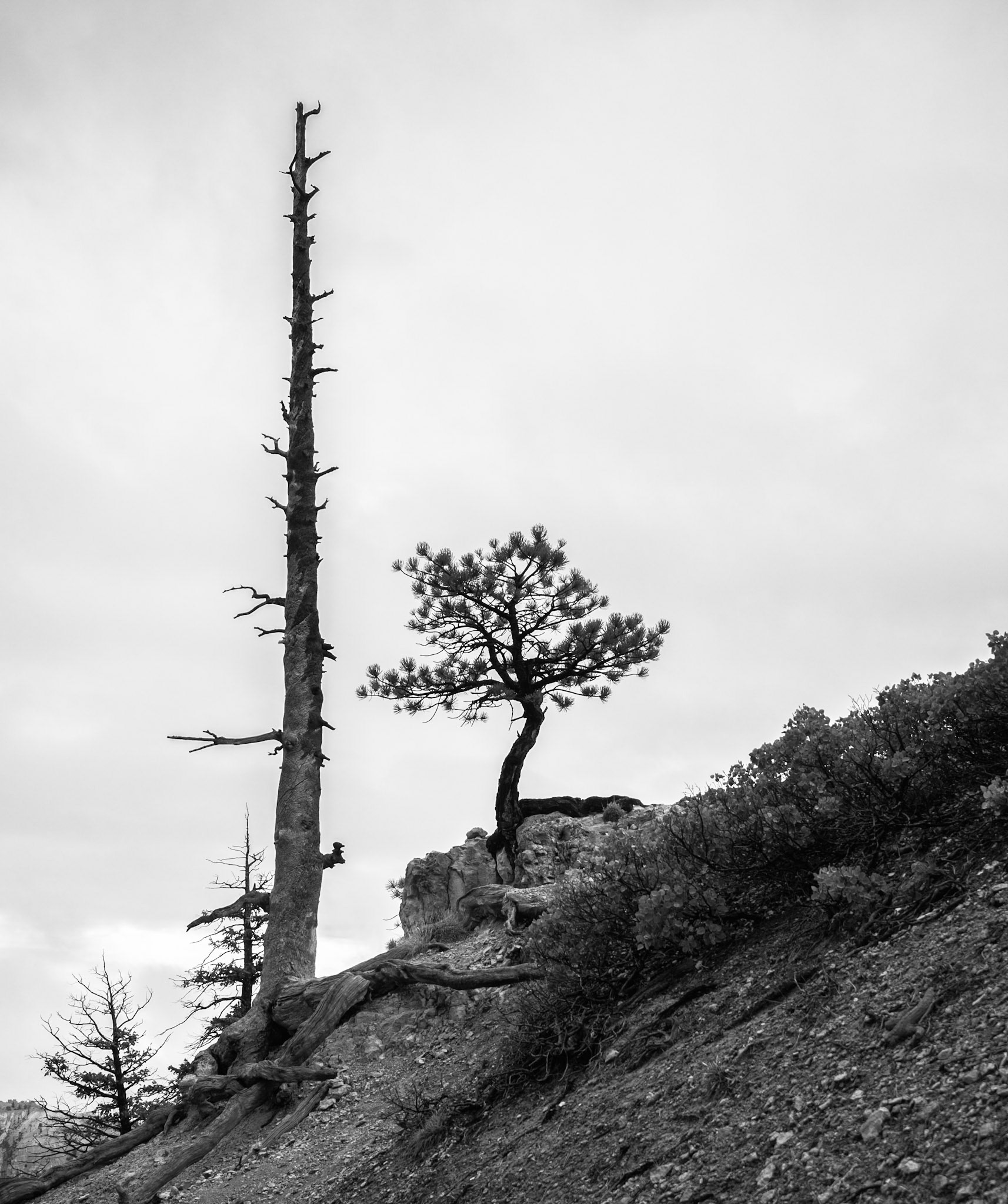 Bryce Canyon Trees