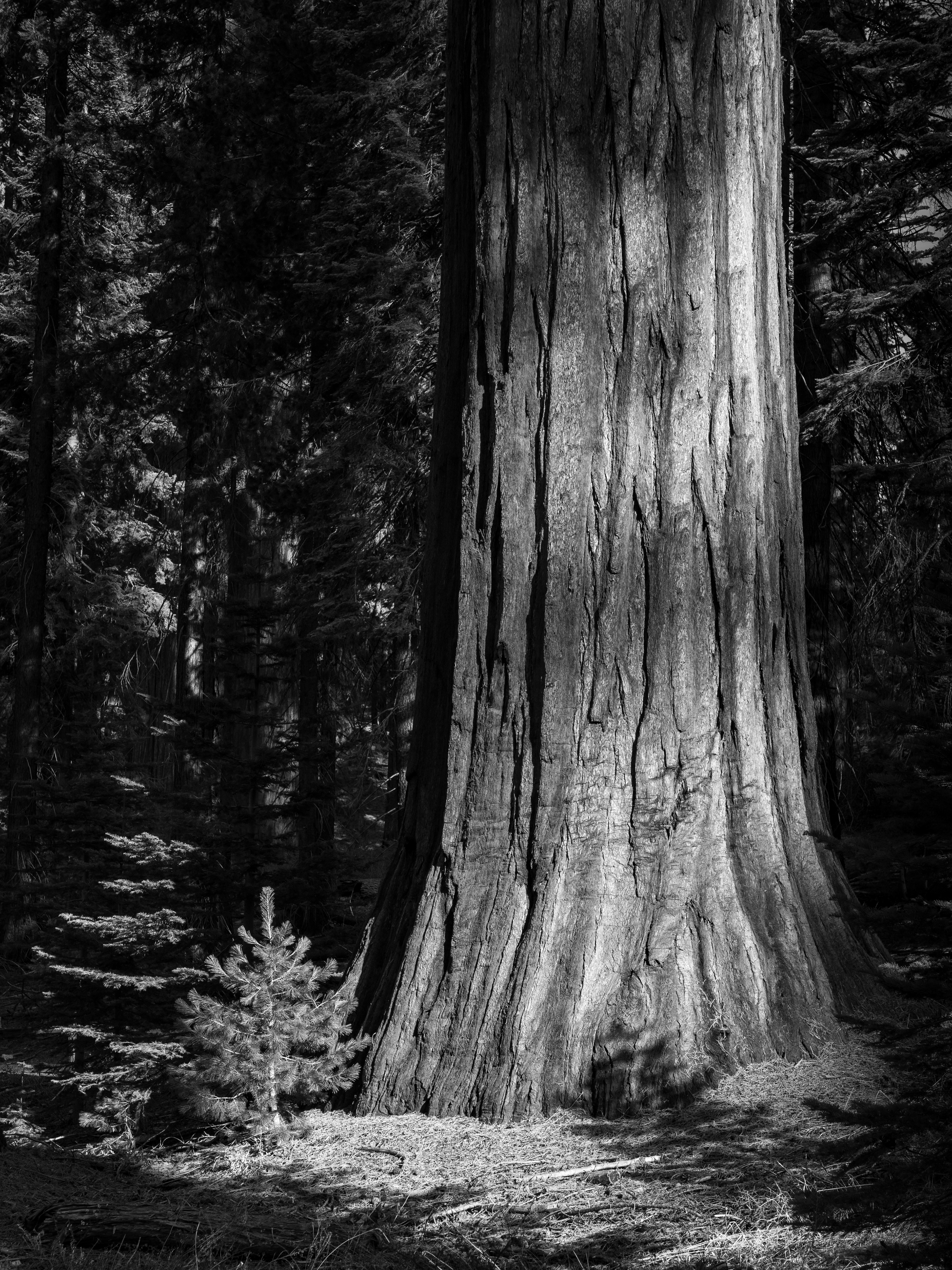 A Giant Sequoia and a Sapling