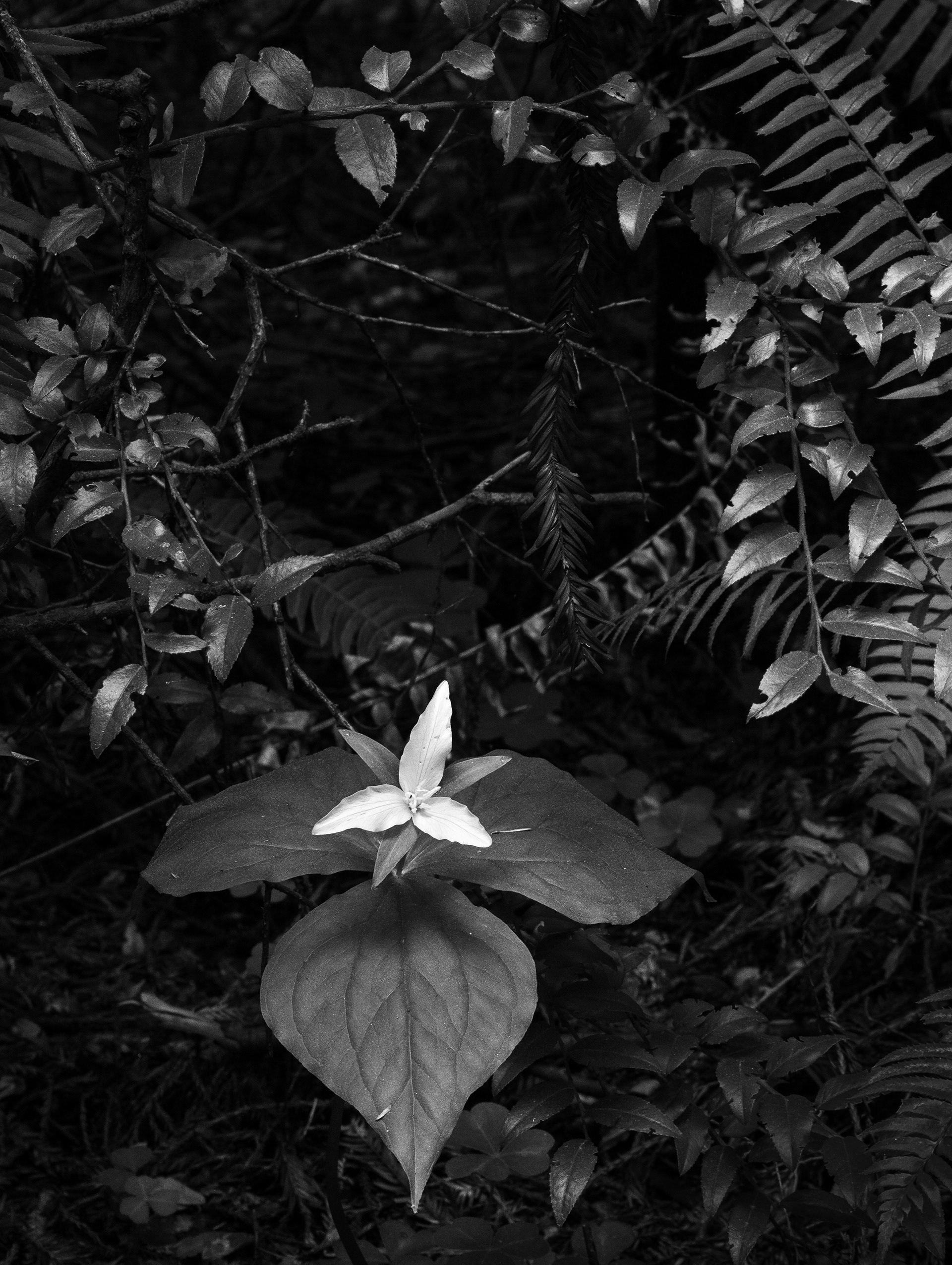 A Blossom on the Forest Floor