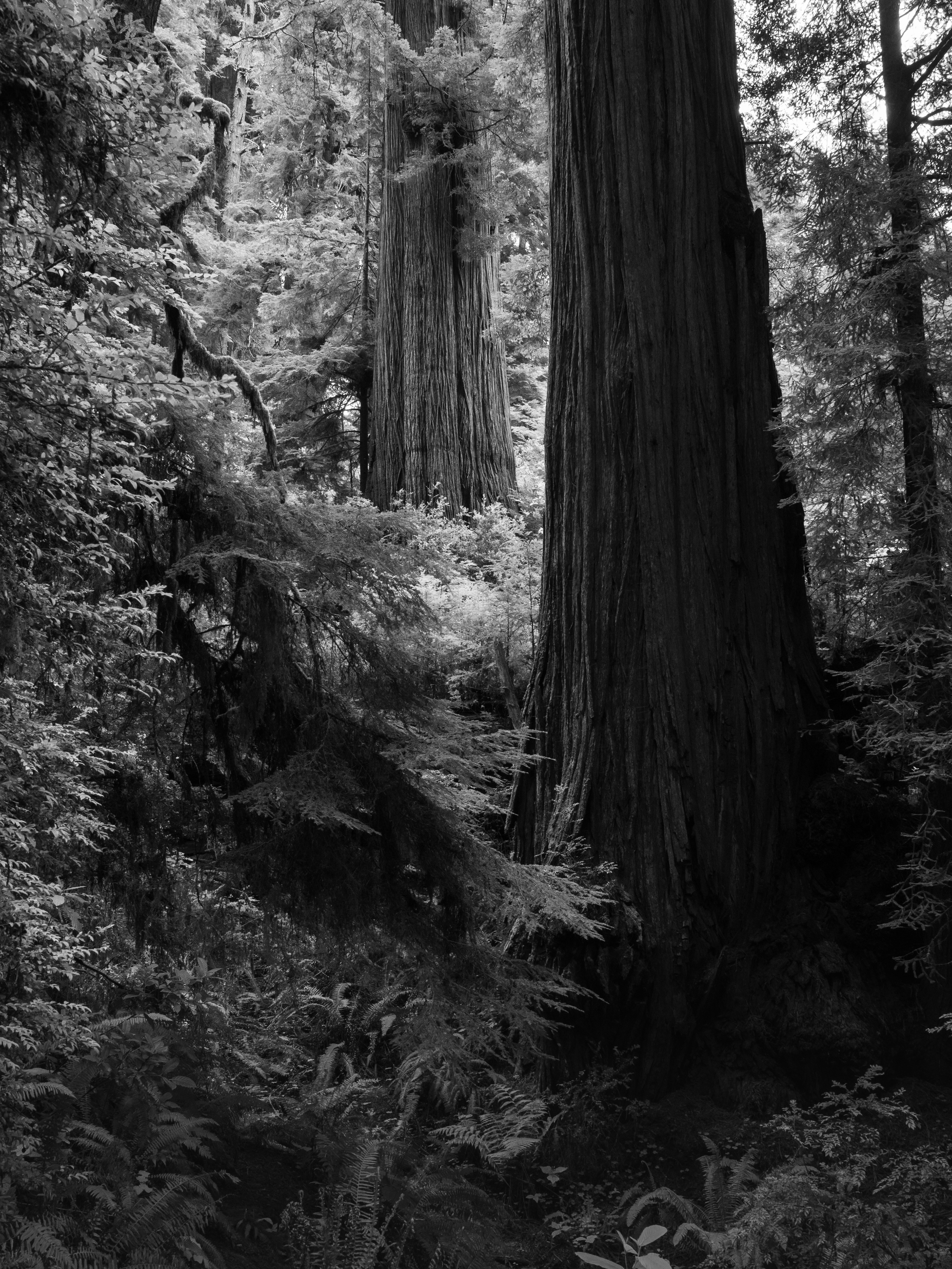 Ascending Redwoods