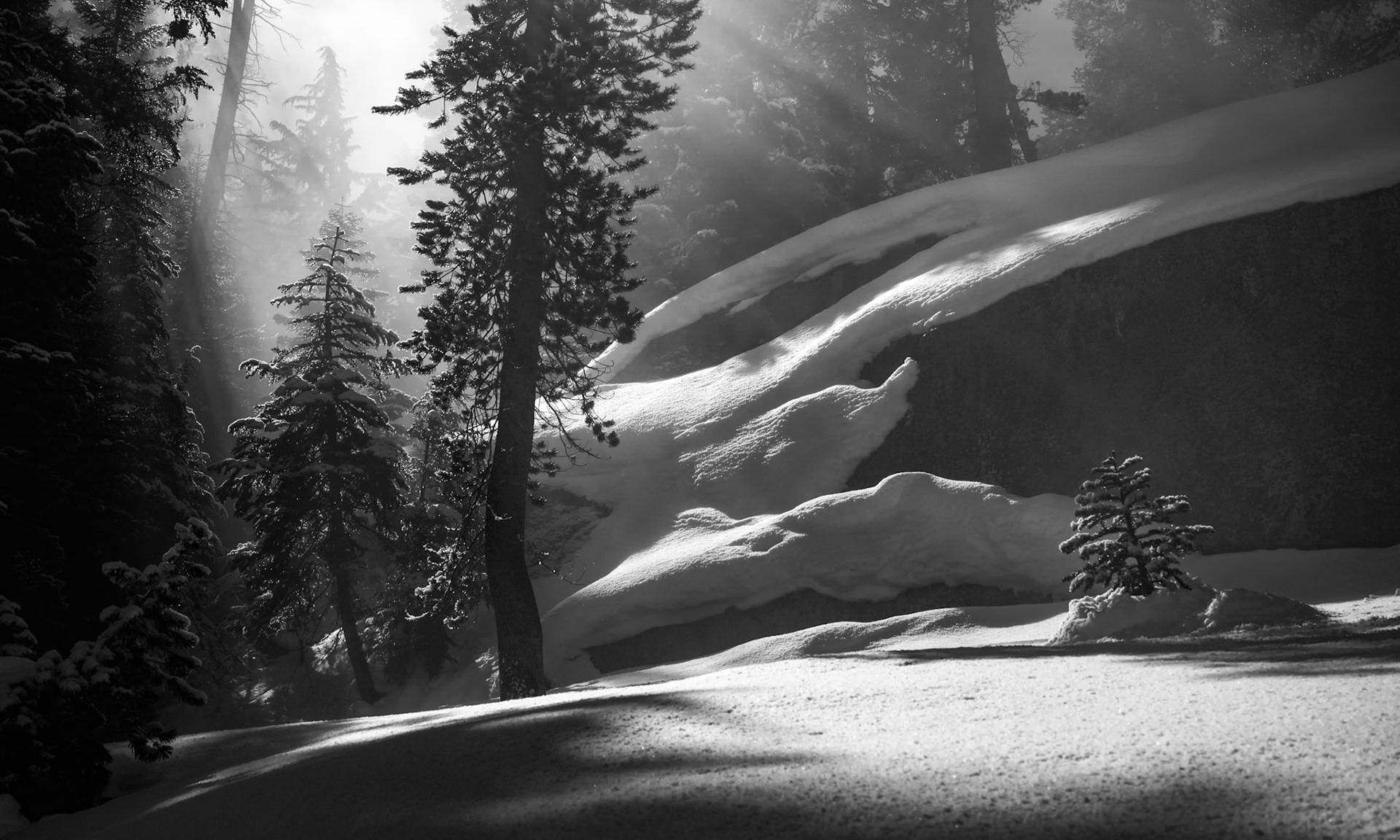 Light Through the Snow Covered Forest 1