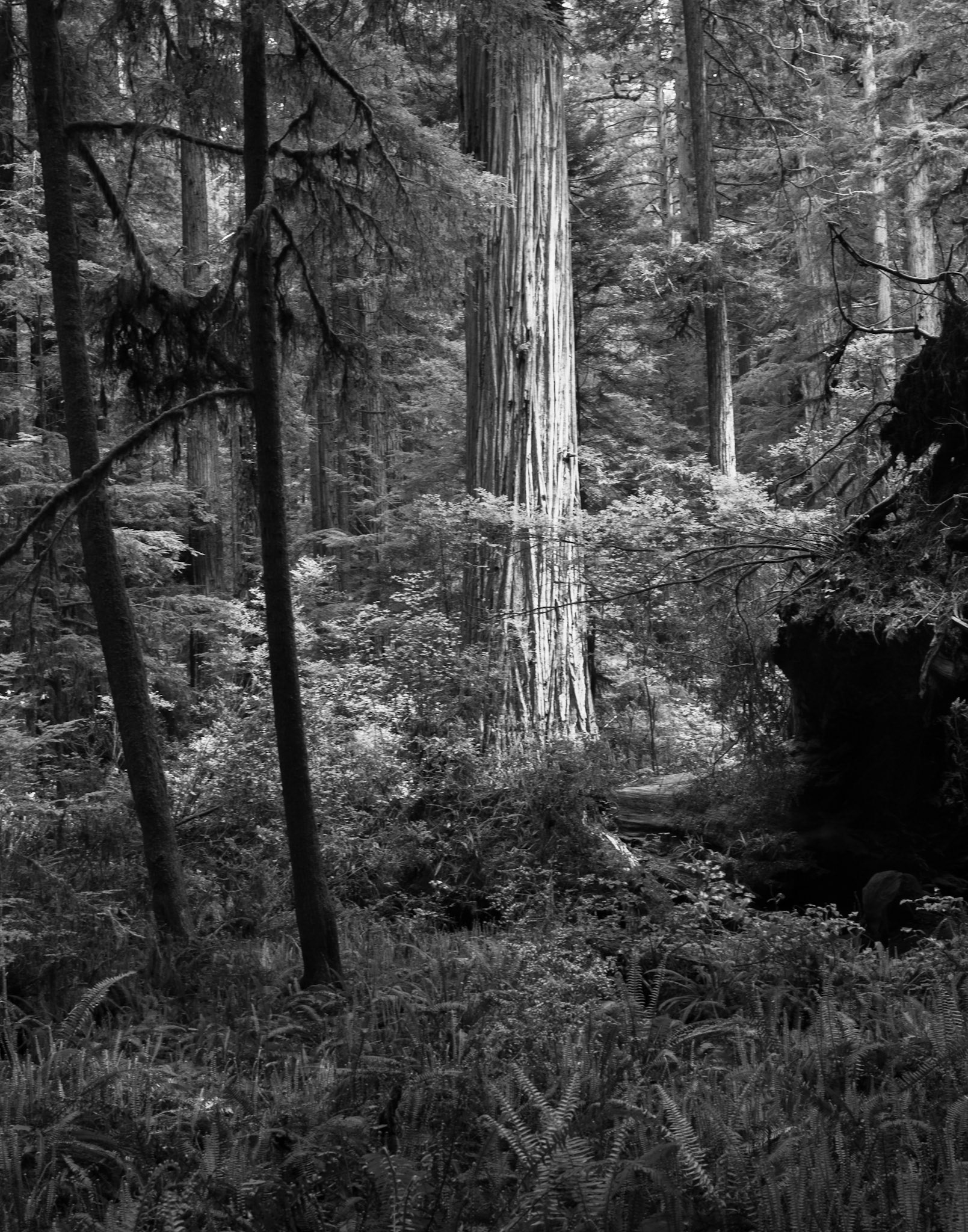 A Clearing in the Forest