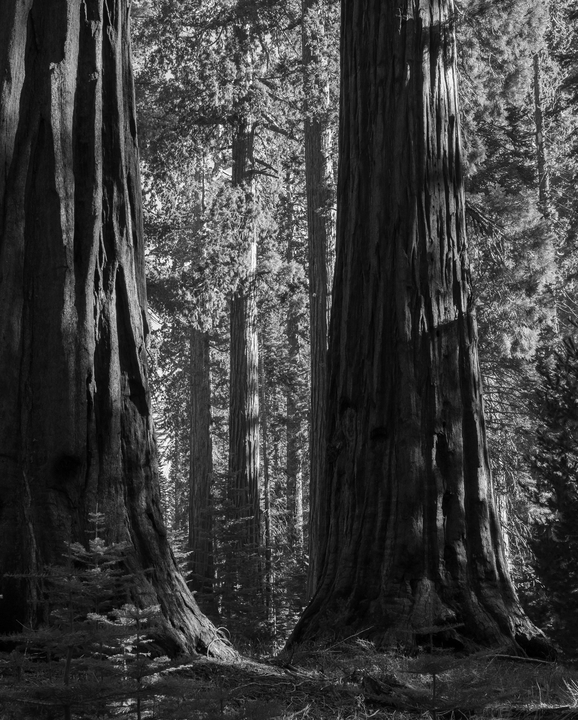 Giant Sequoias