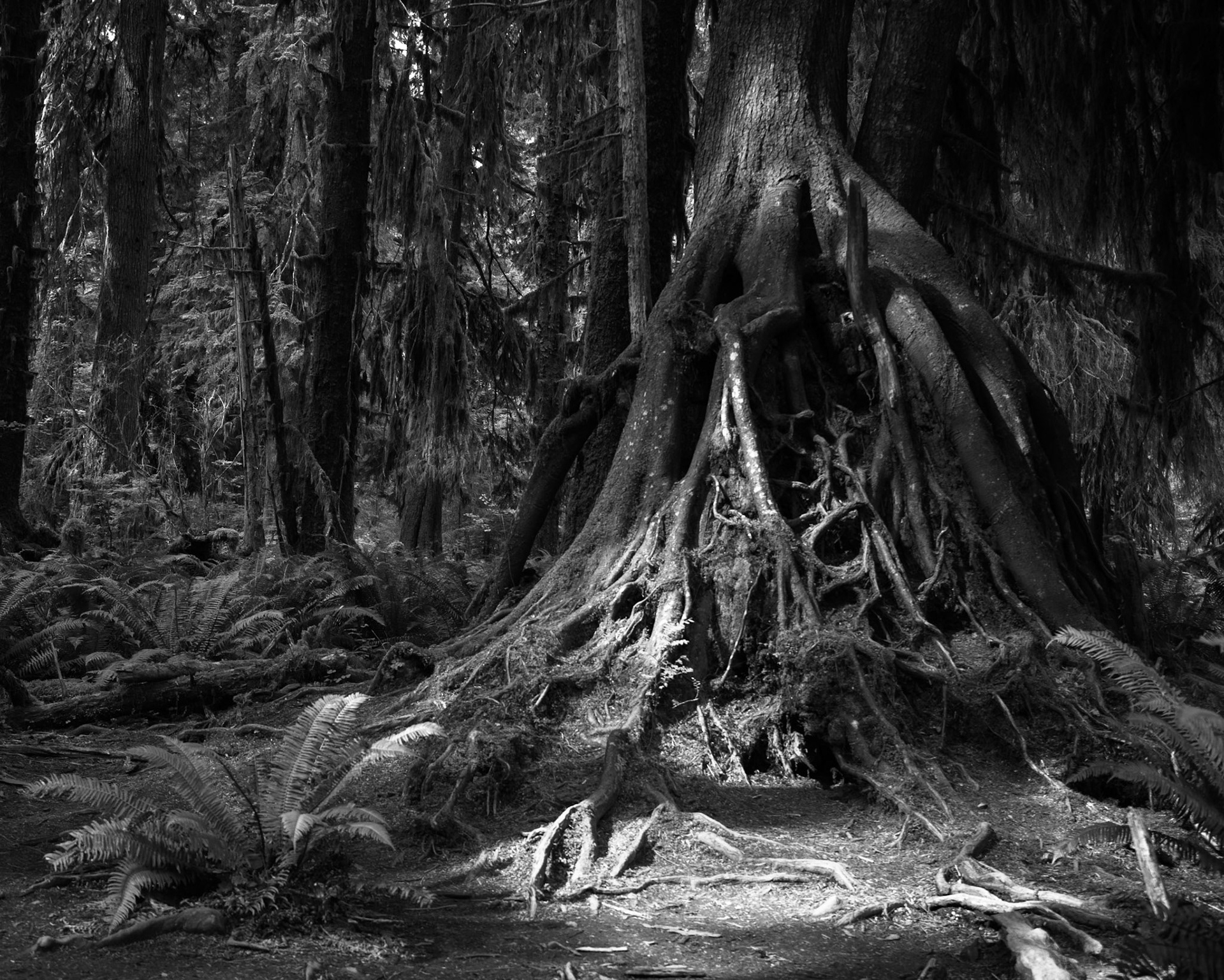 Roots in the Light