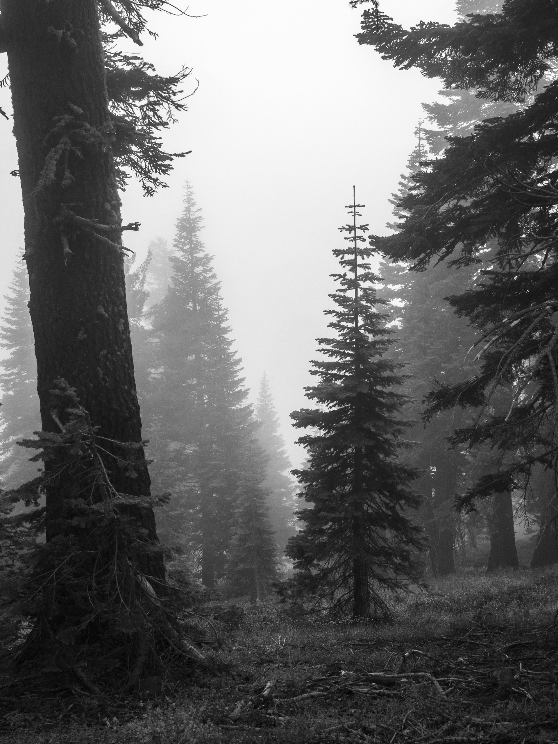 Tree in the Fog 1
