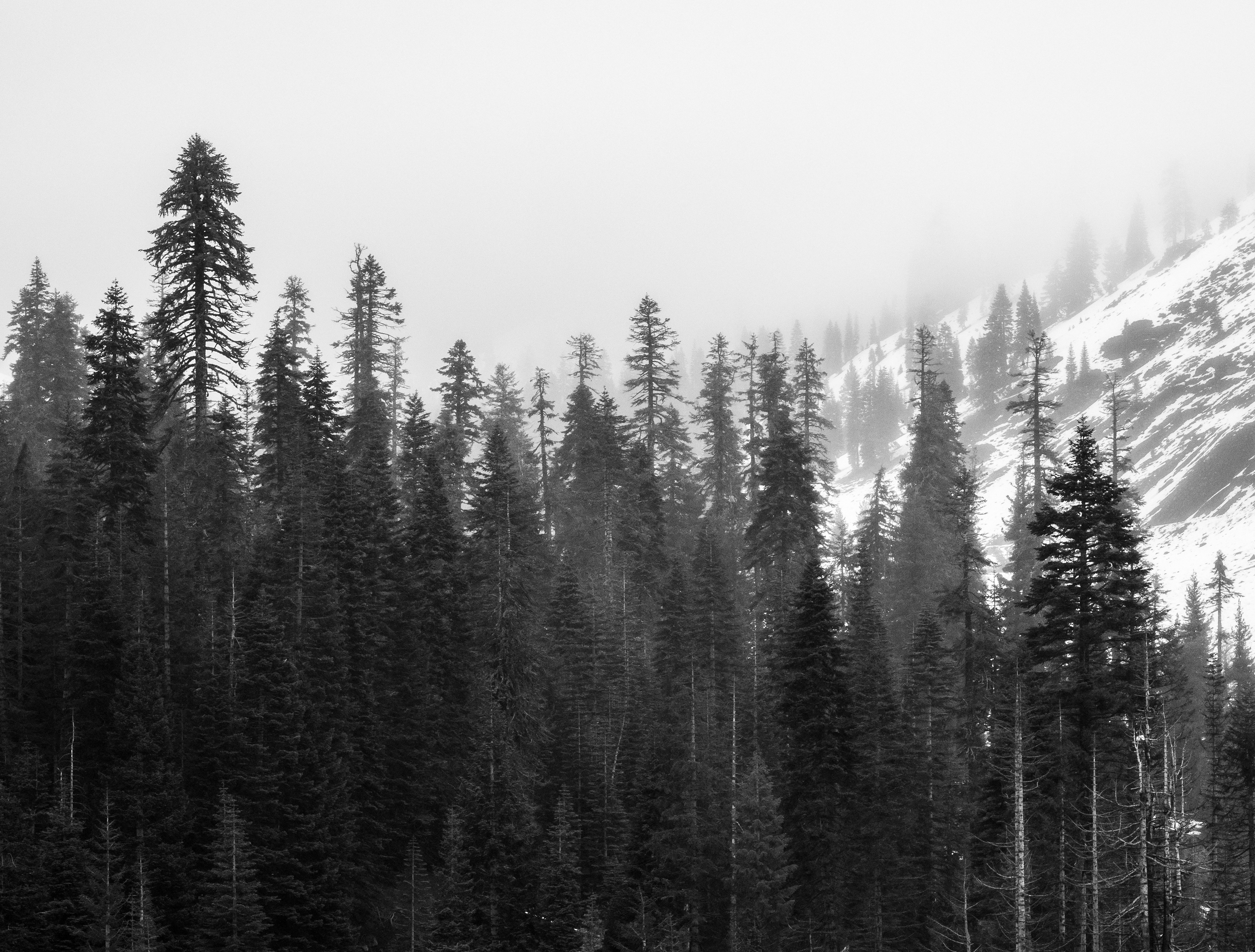 A Wall of Trees in Winter