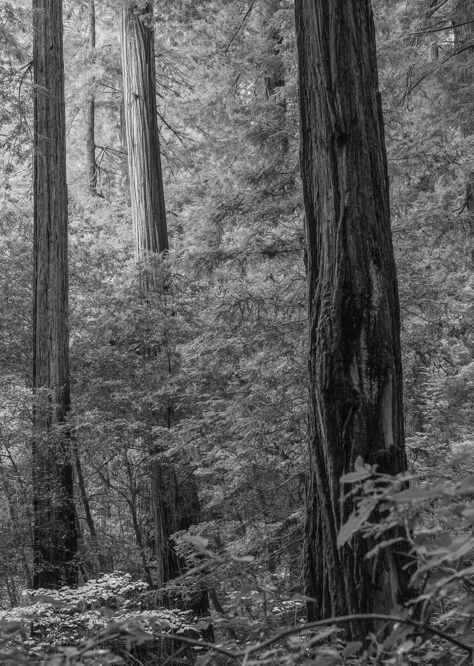 Three Redwoods