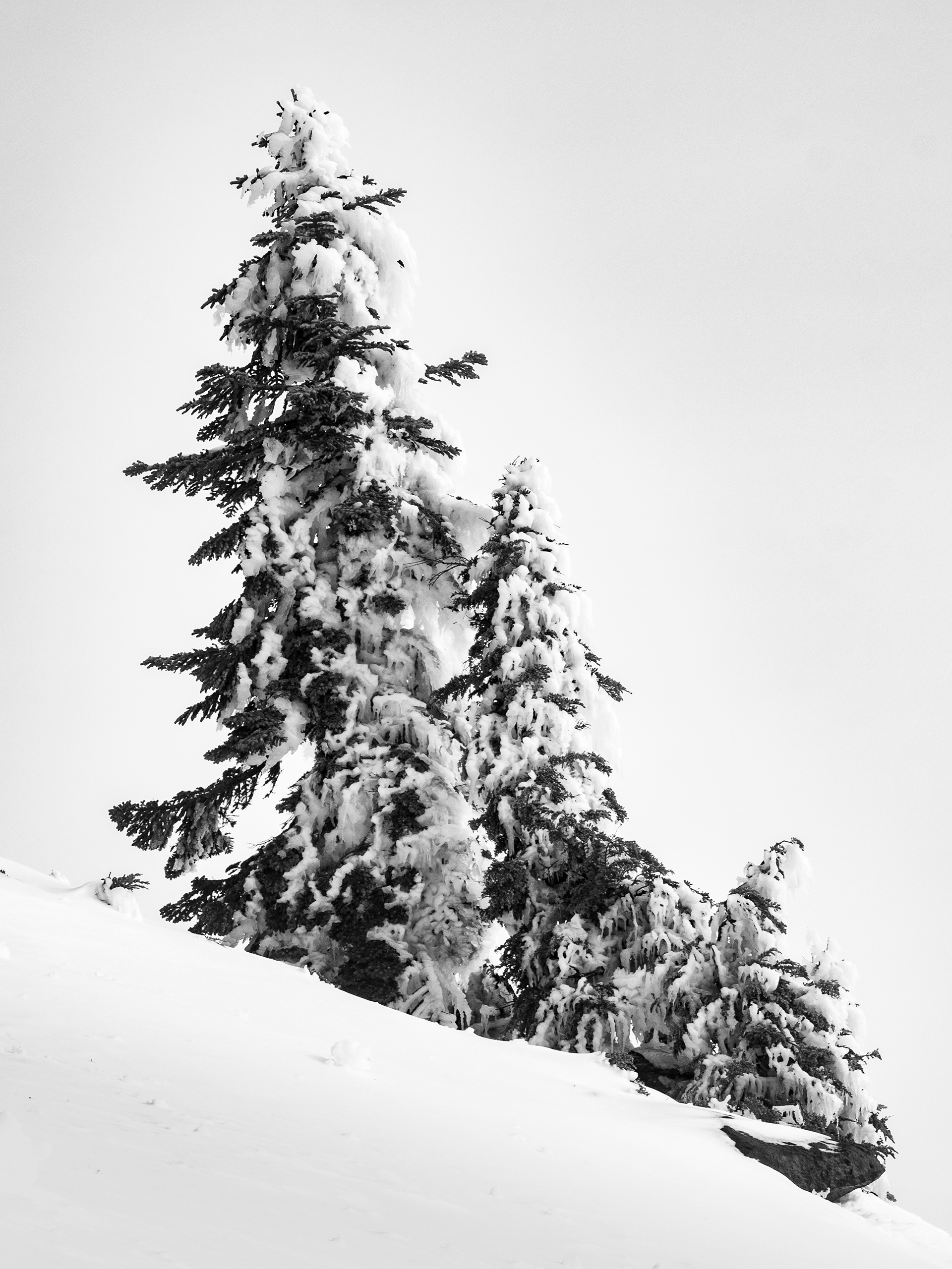 A Group of Ice Covered Trees in the Fog No. 1