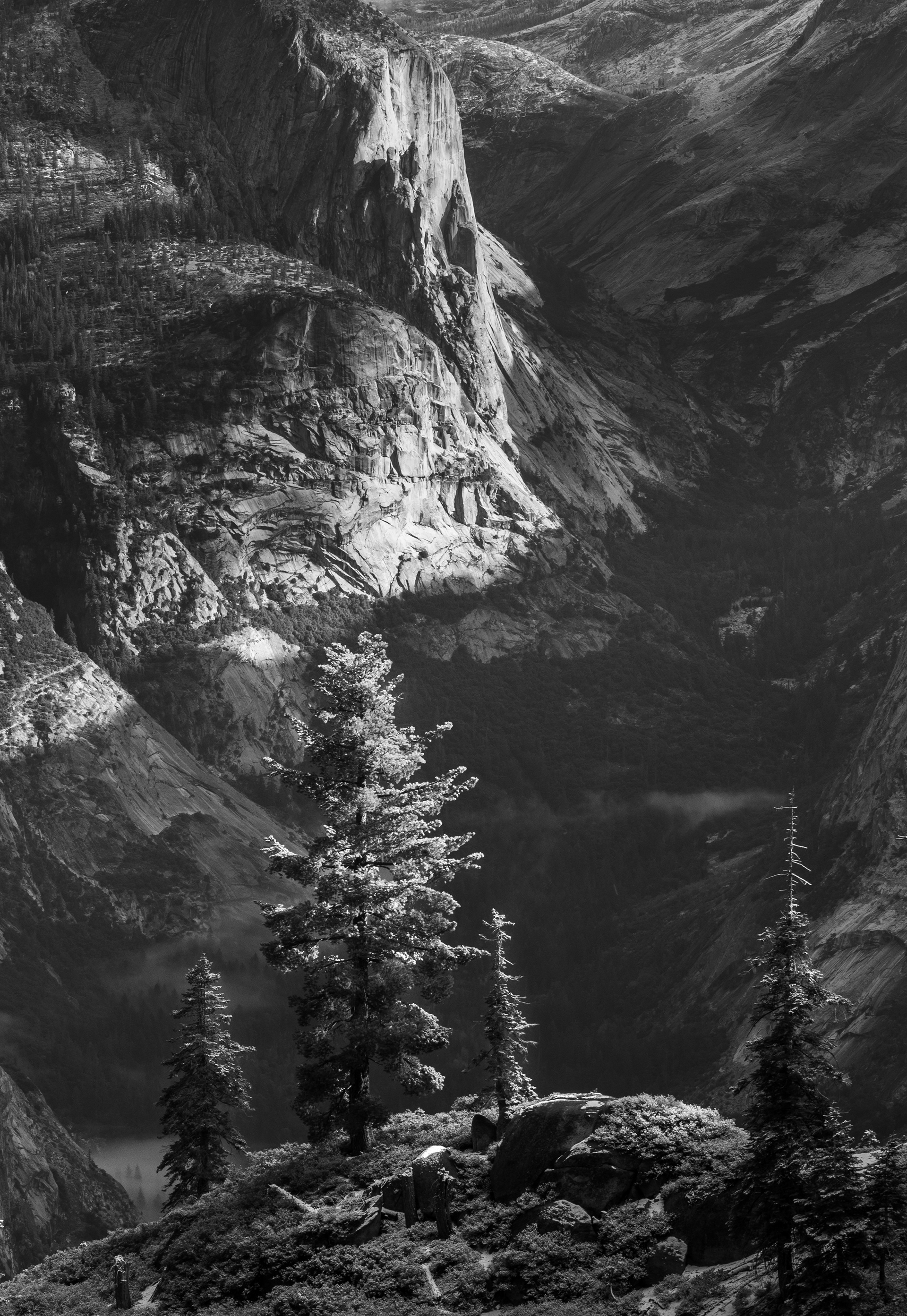 Trees Looking Out Over Tenaya Canyon