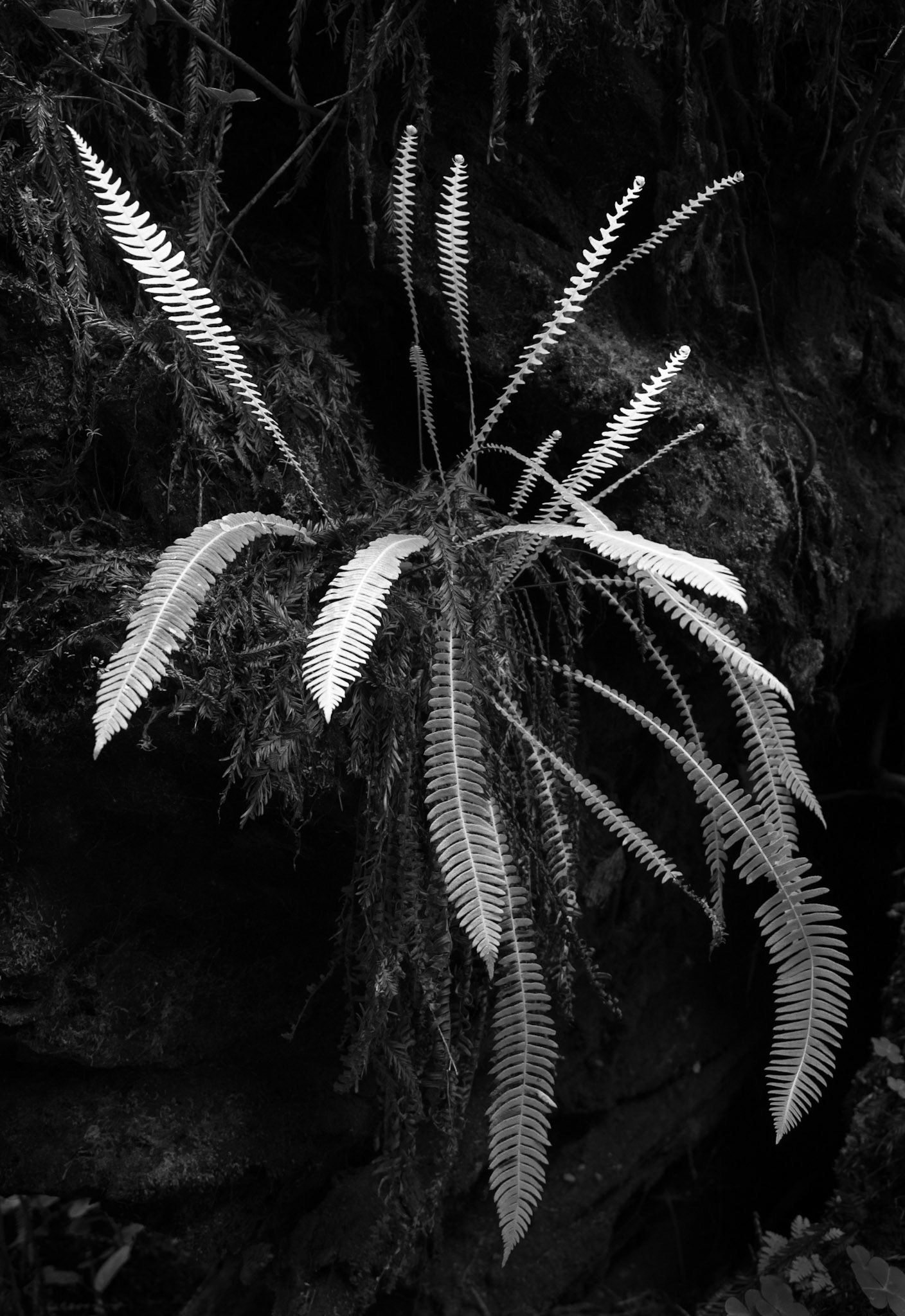 A Fern Bursting in the Light