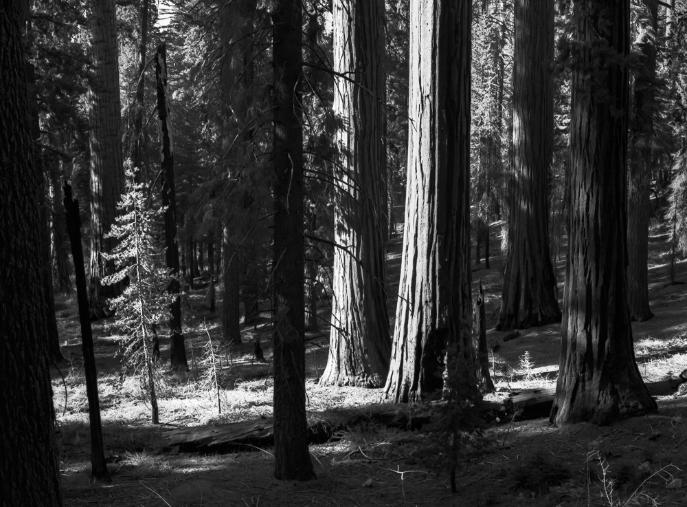 In the Light of the Mariposa Grove