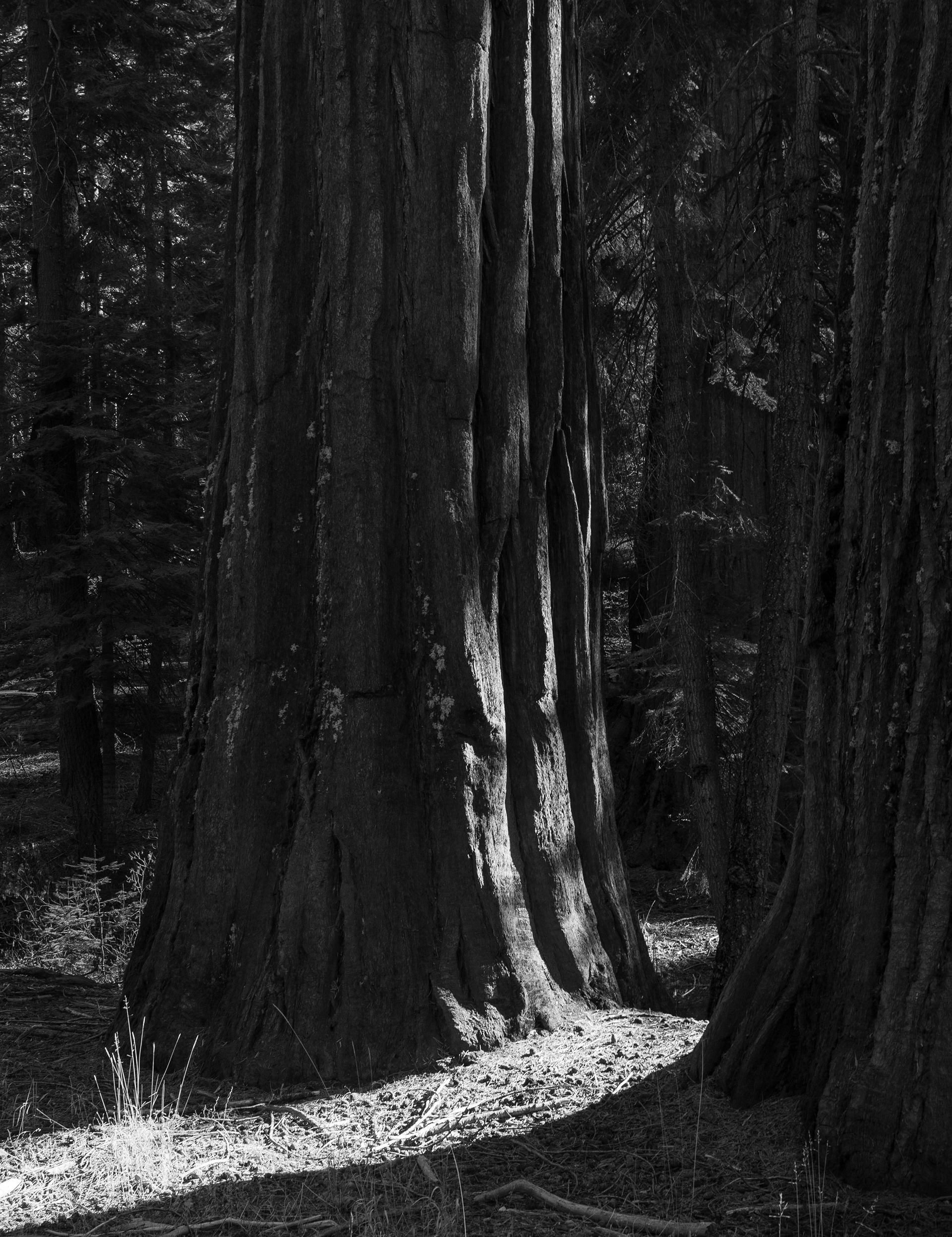 Light Between Sequoias