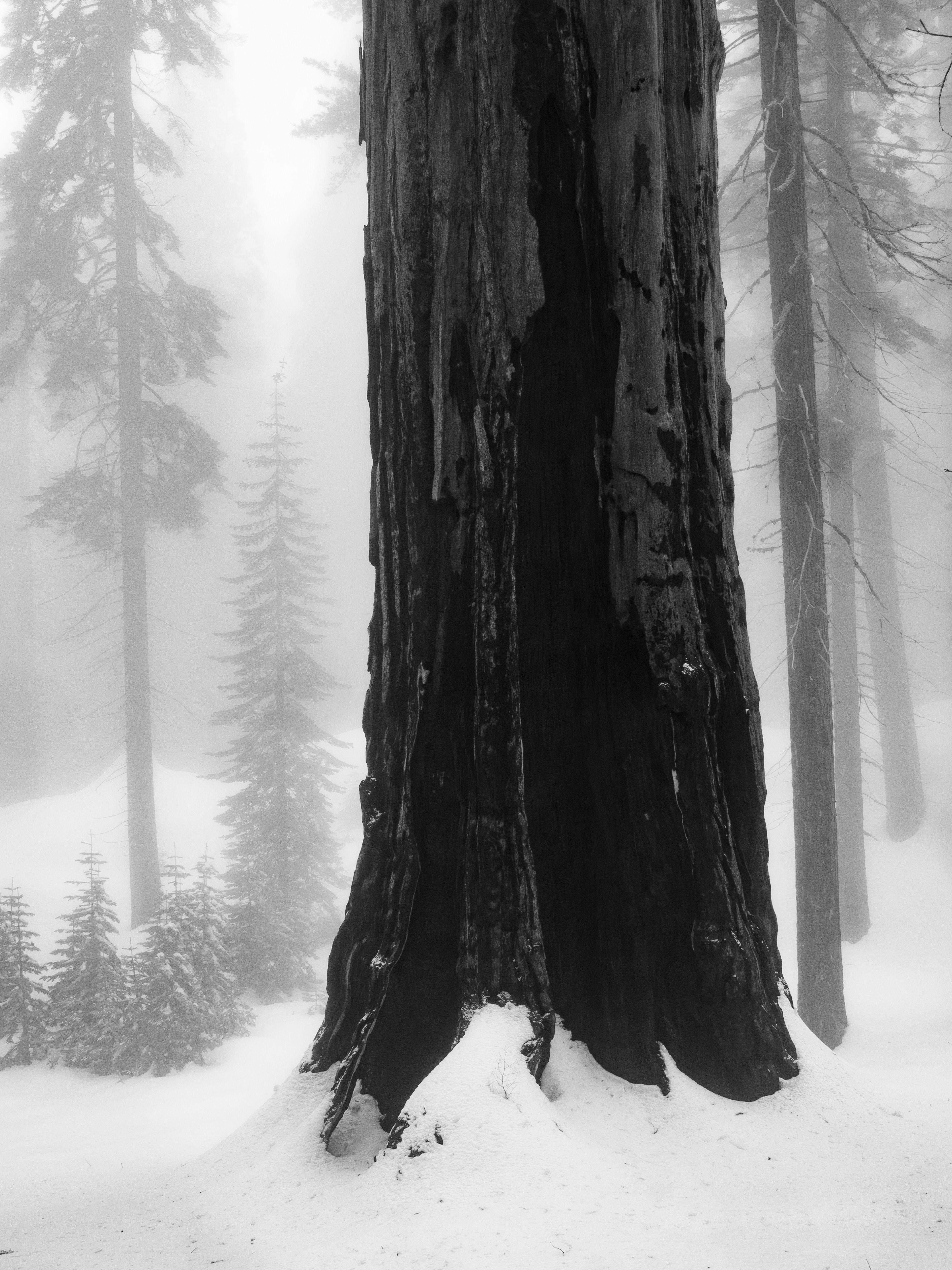 A Sequoia Trunk in the Fog