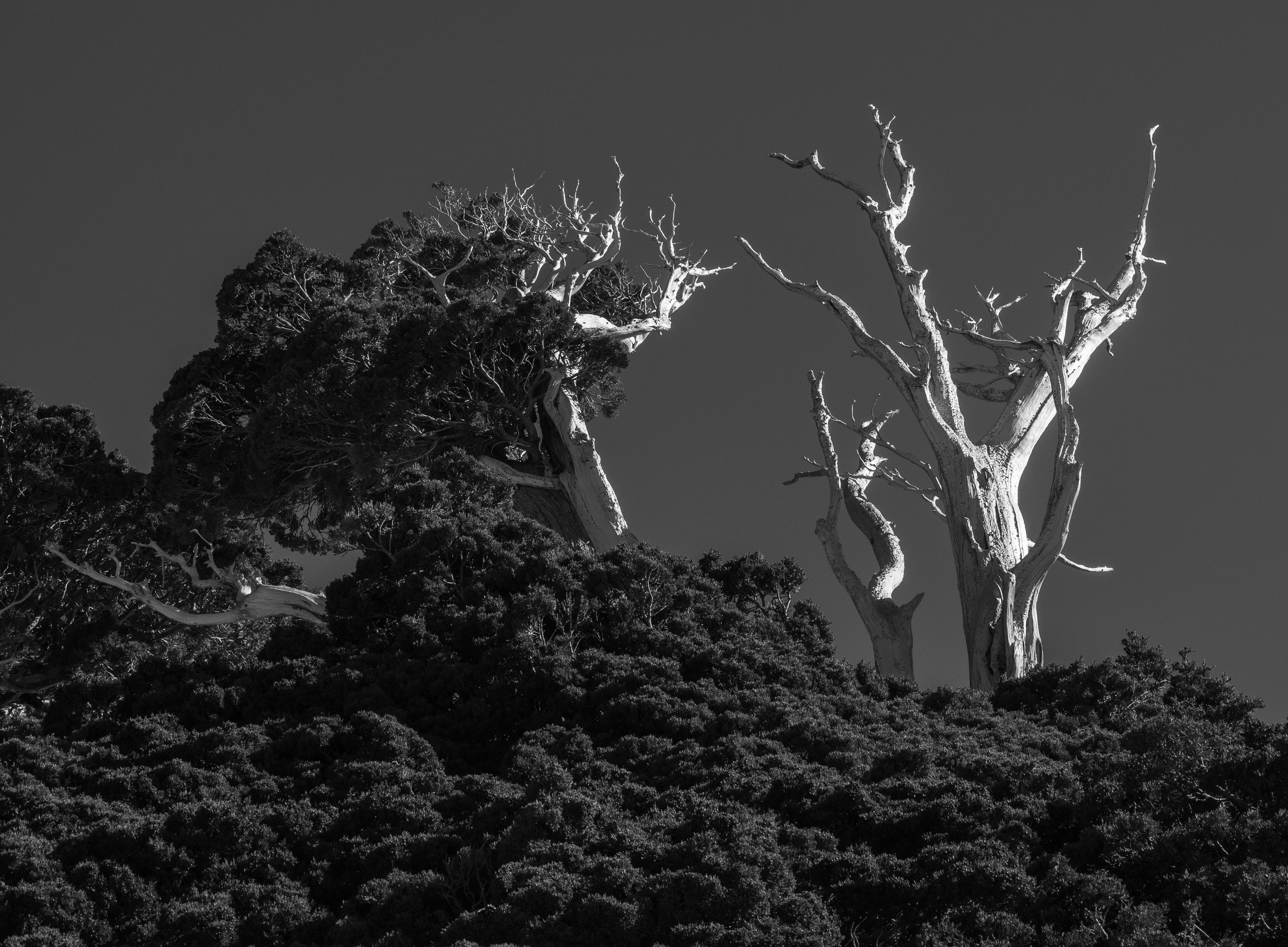 Trees on a Ridge