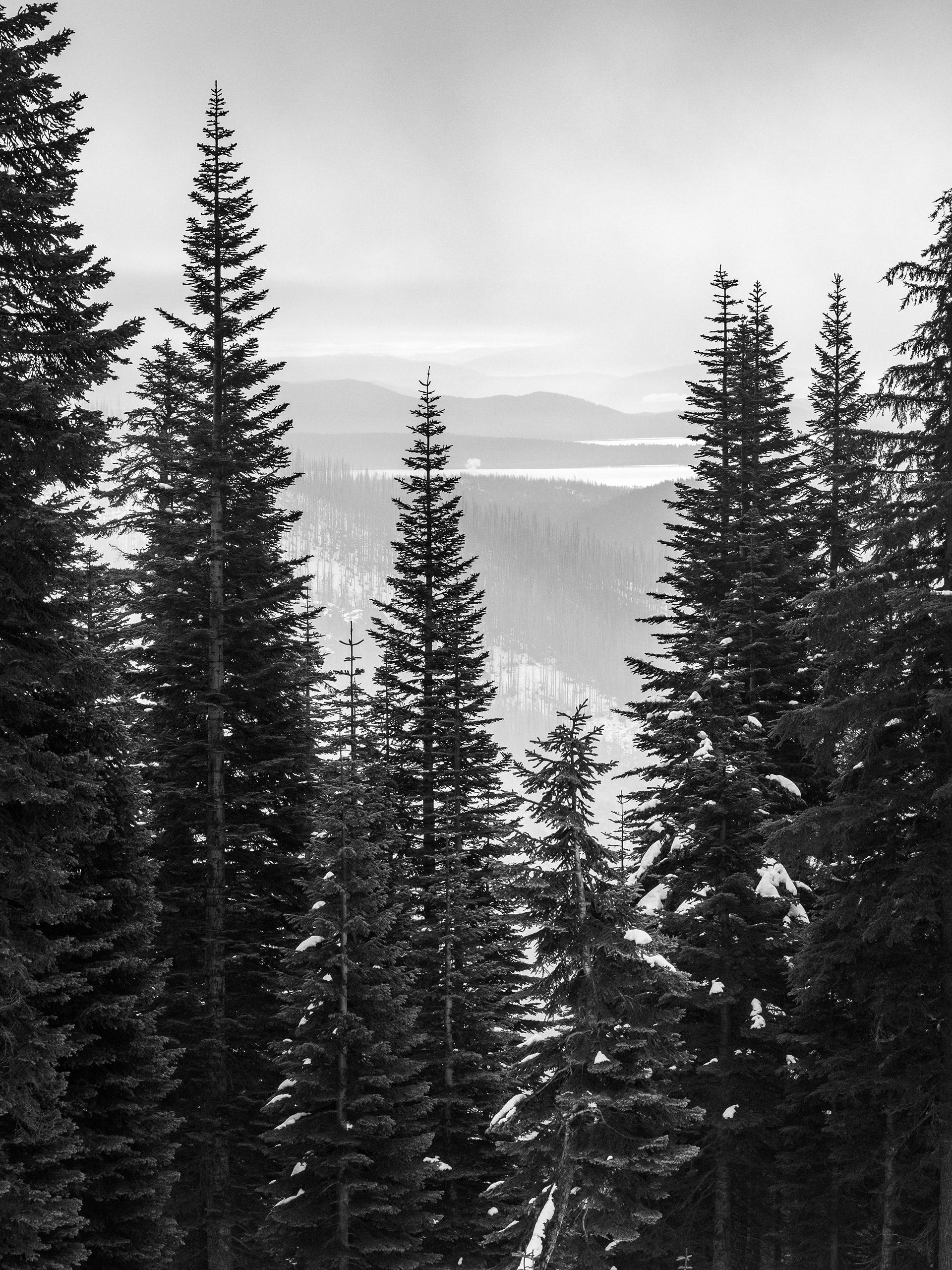 Lake Almanor in Winter Seen Through the Forest of Lassen