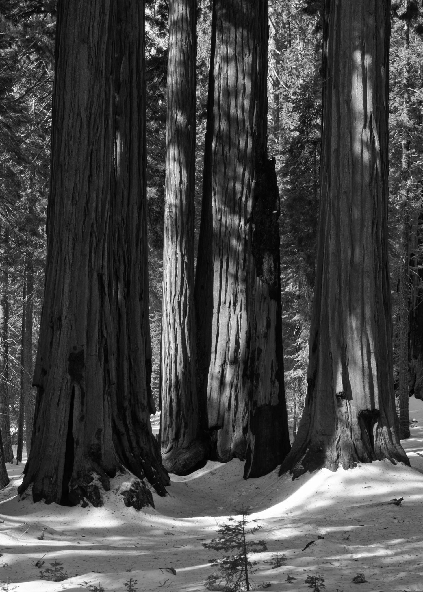 Winter in Sequoia National Park