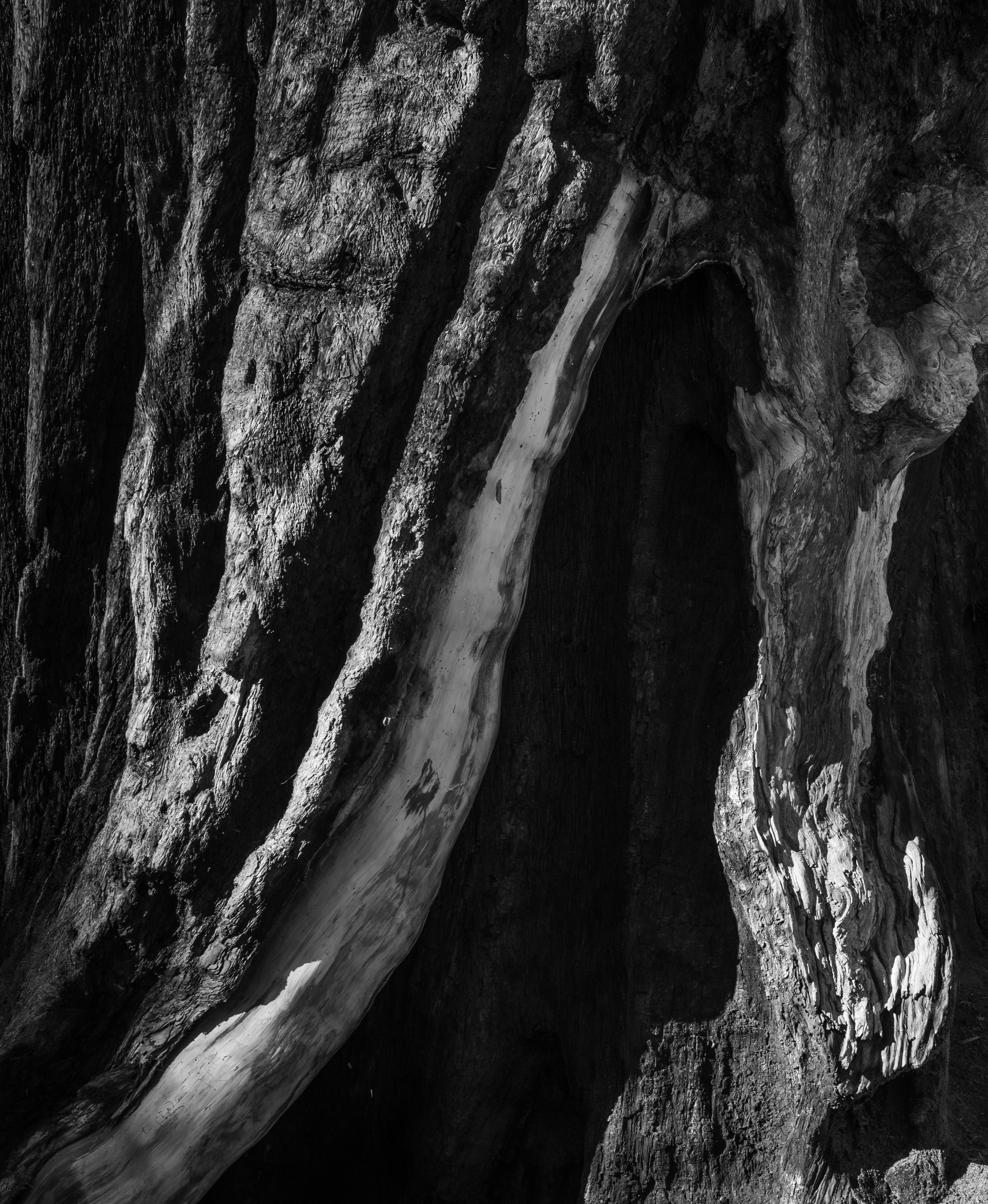 Light on Giant Sequoia Bark