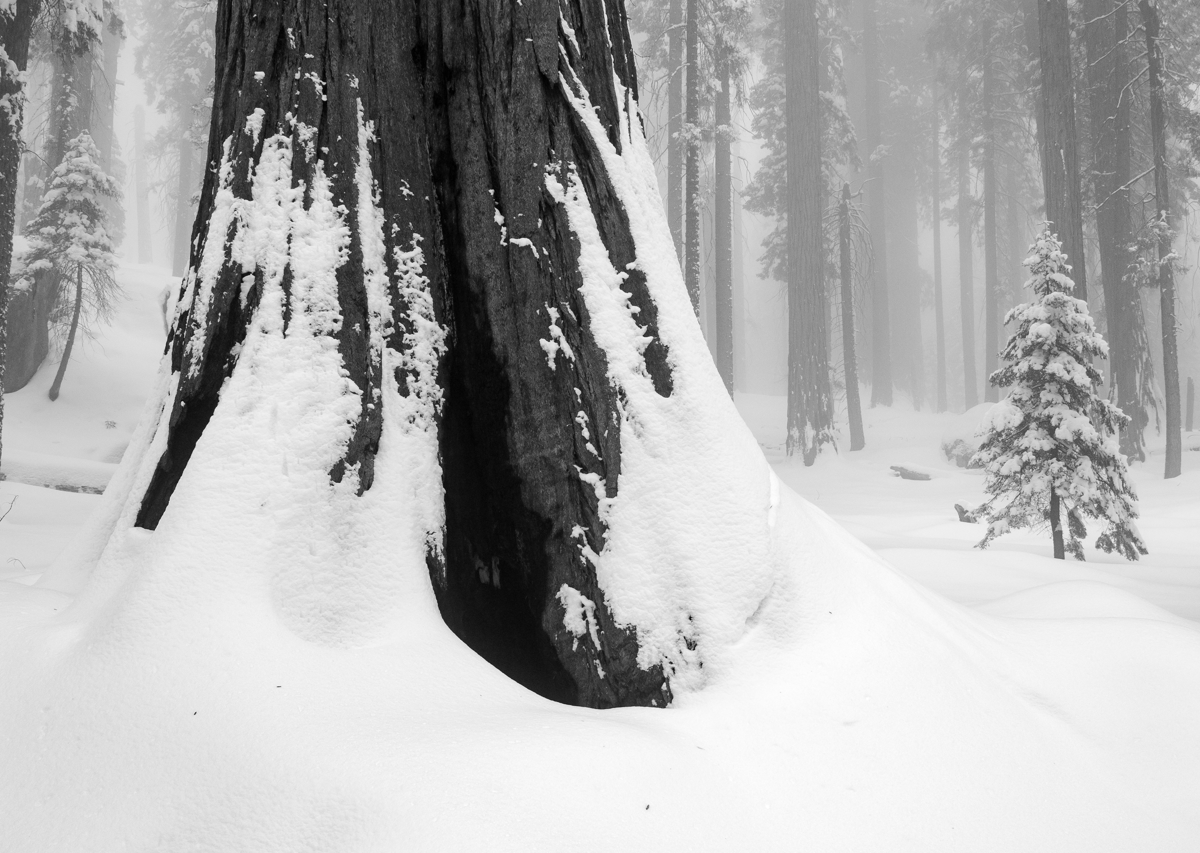 A Blanket of Snow on the Base of a Sequoia