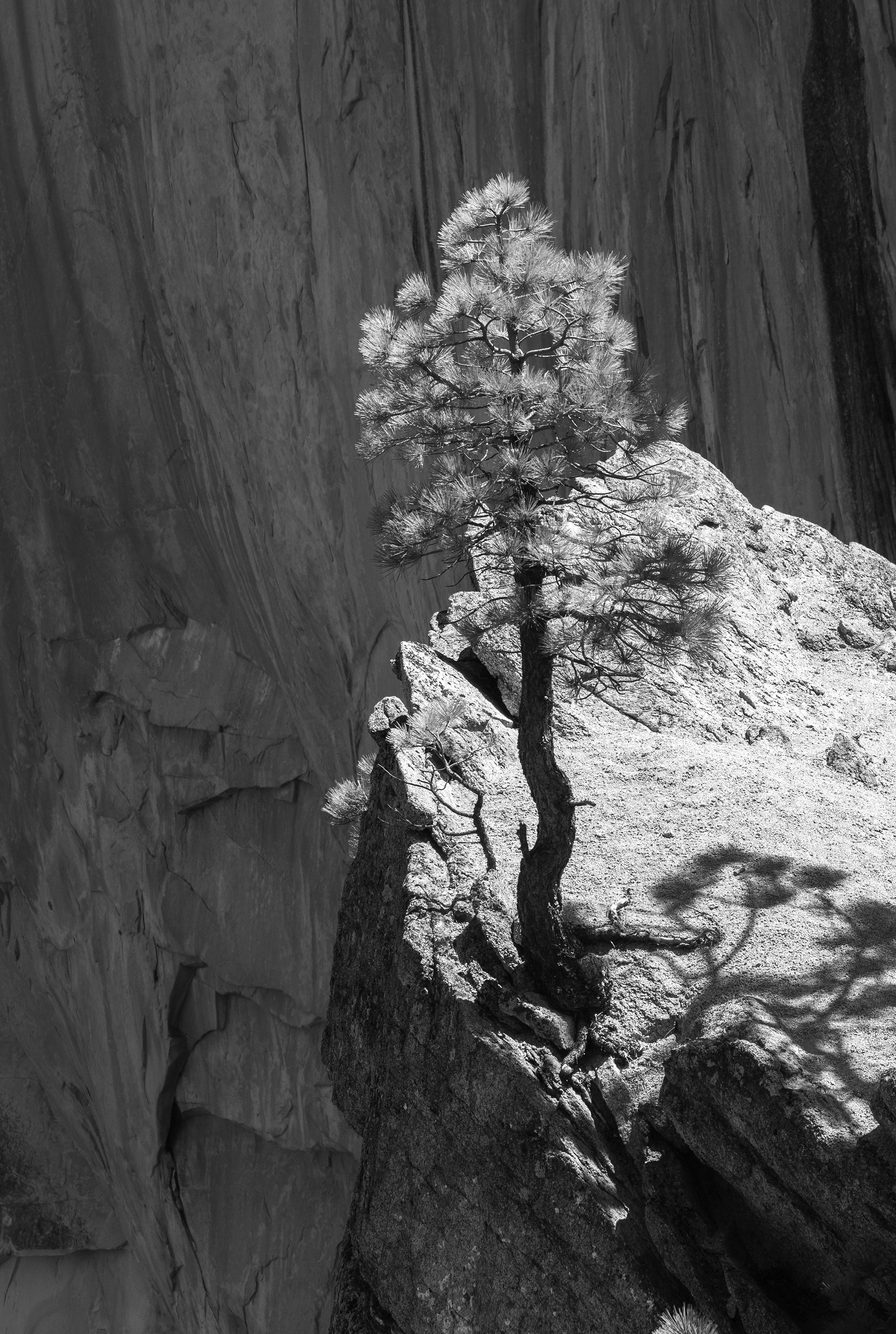 A Tree Emerging from Granite