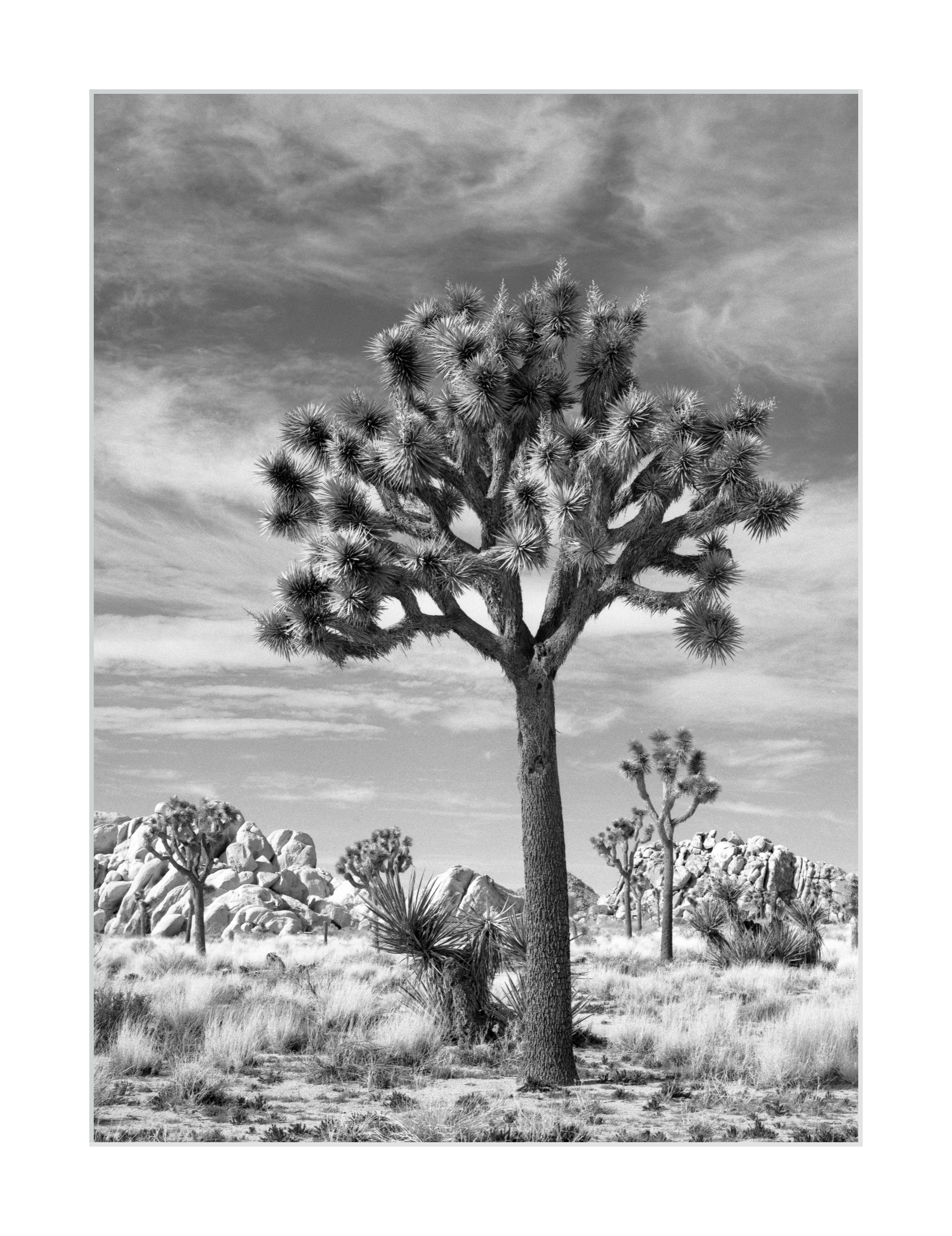 Joshua Trees Dotting the Landscape