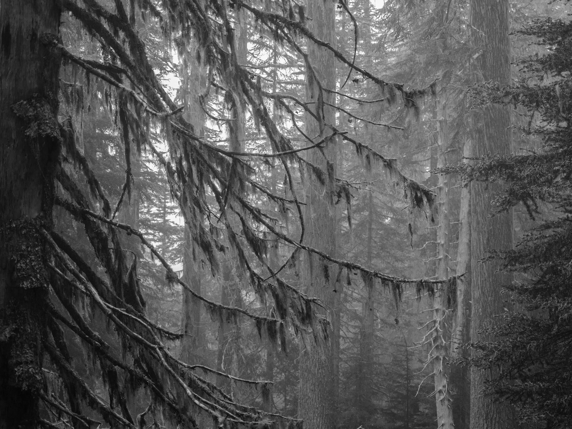 Forests of Mount Rainier National Park