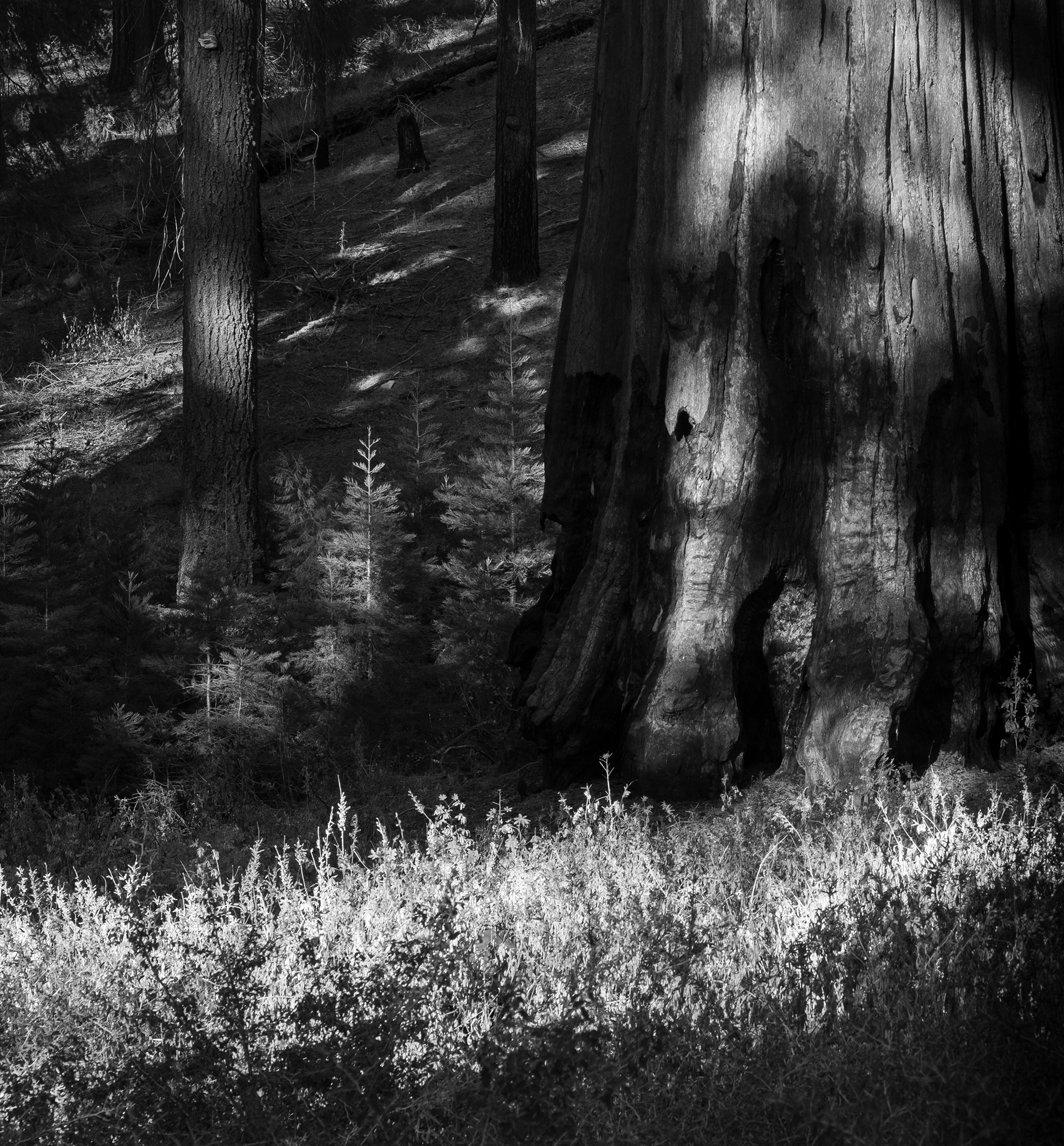 Forest Floor Beneath a Giant Sequoia