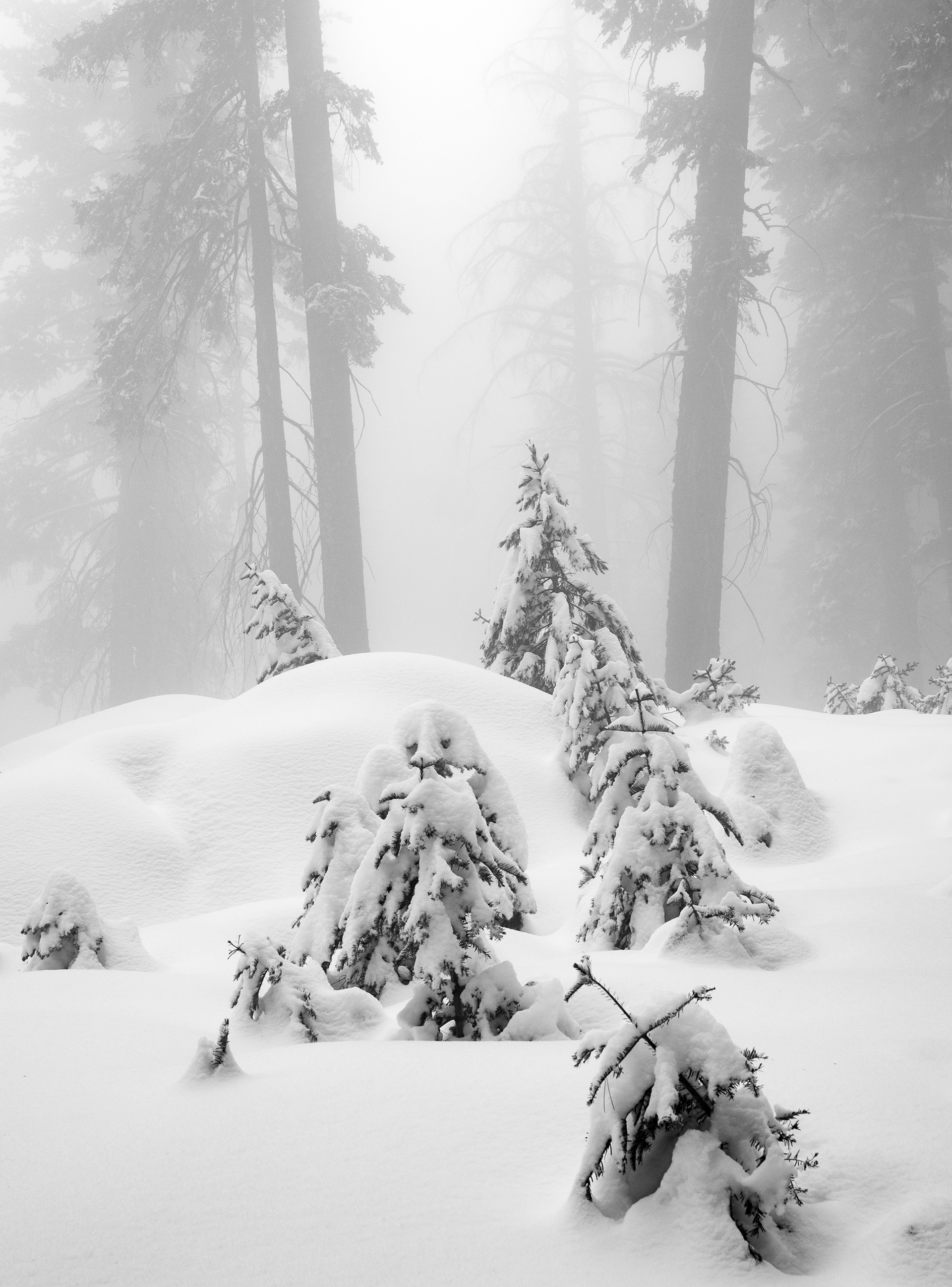 Saplings in a Snow Drift