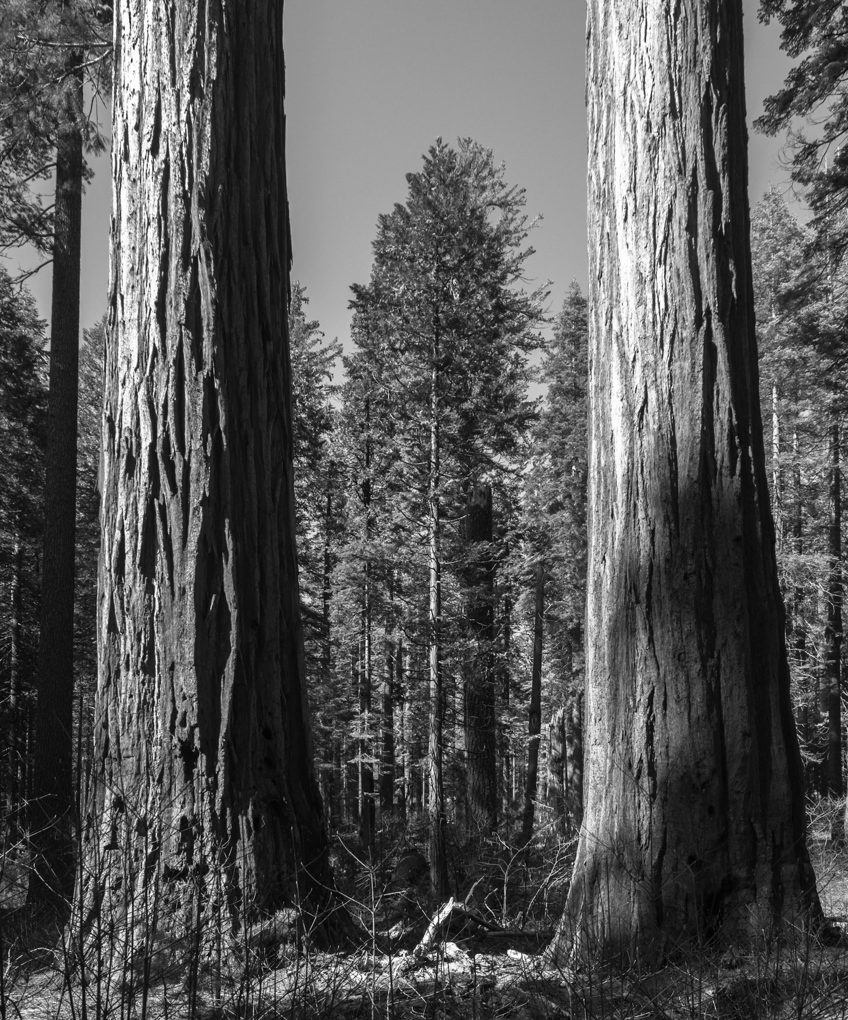 Between Two Sequoias