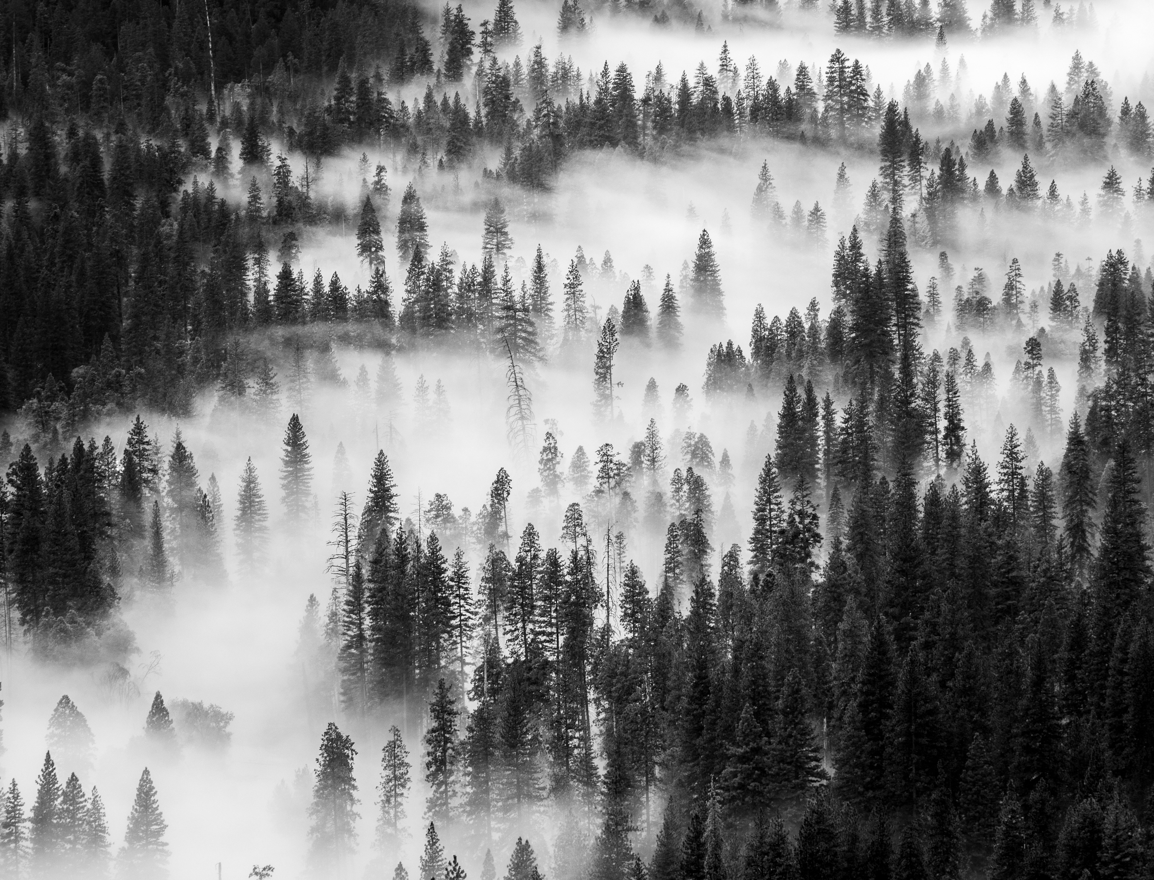 Fog Moving Through a Forest