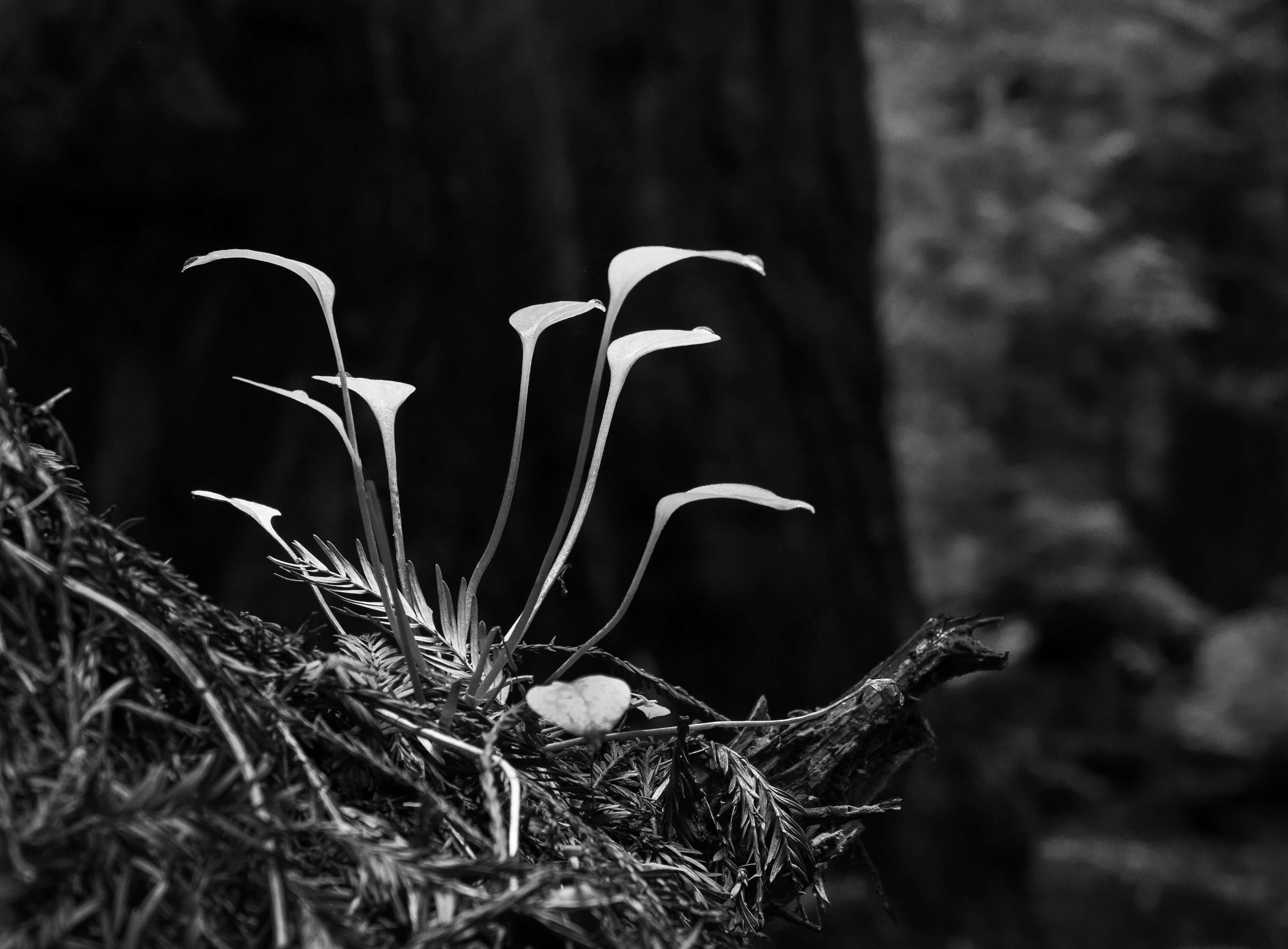 Growth on a Fallen Redwood