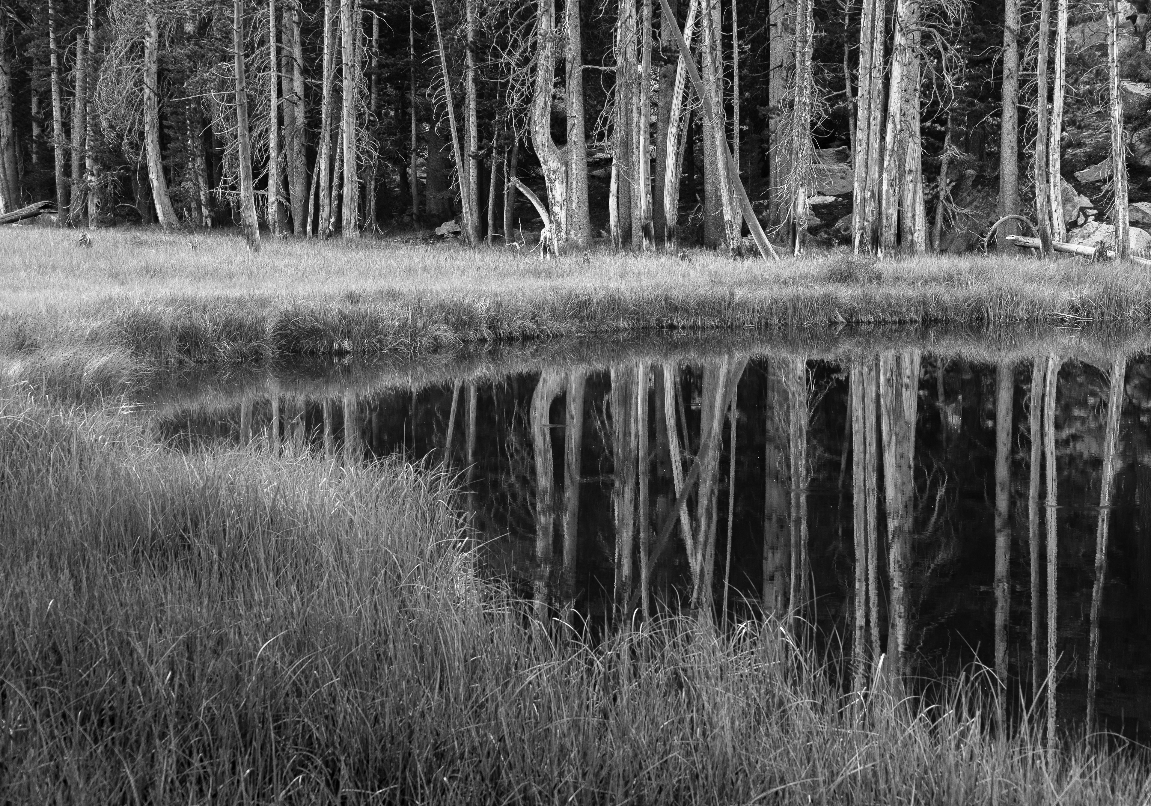 Forest Reflected in a Pond