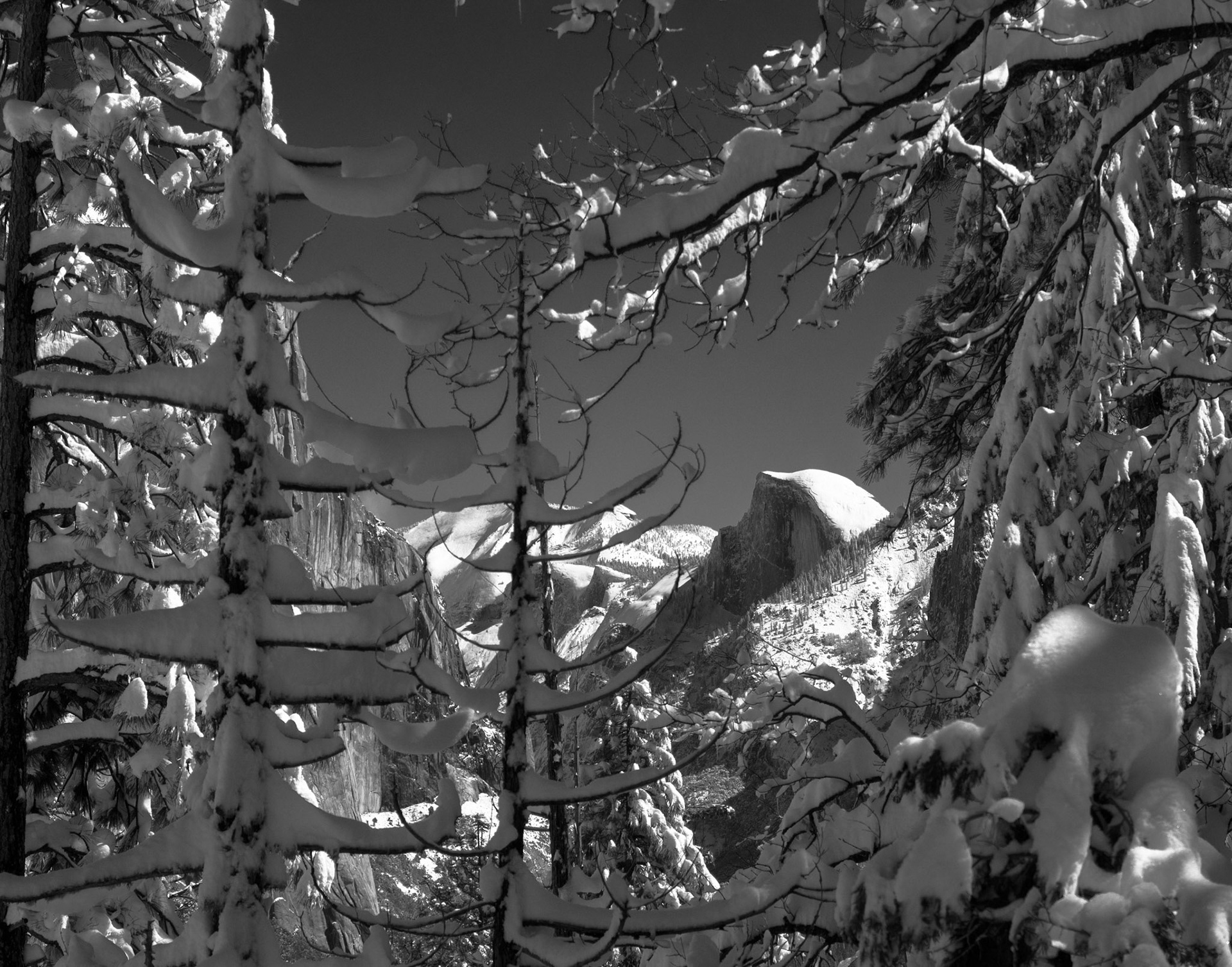 Freshly Fallen Snow