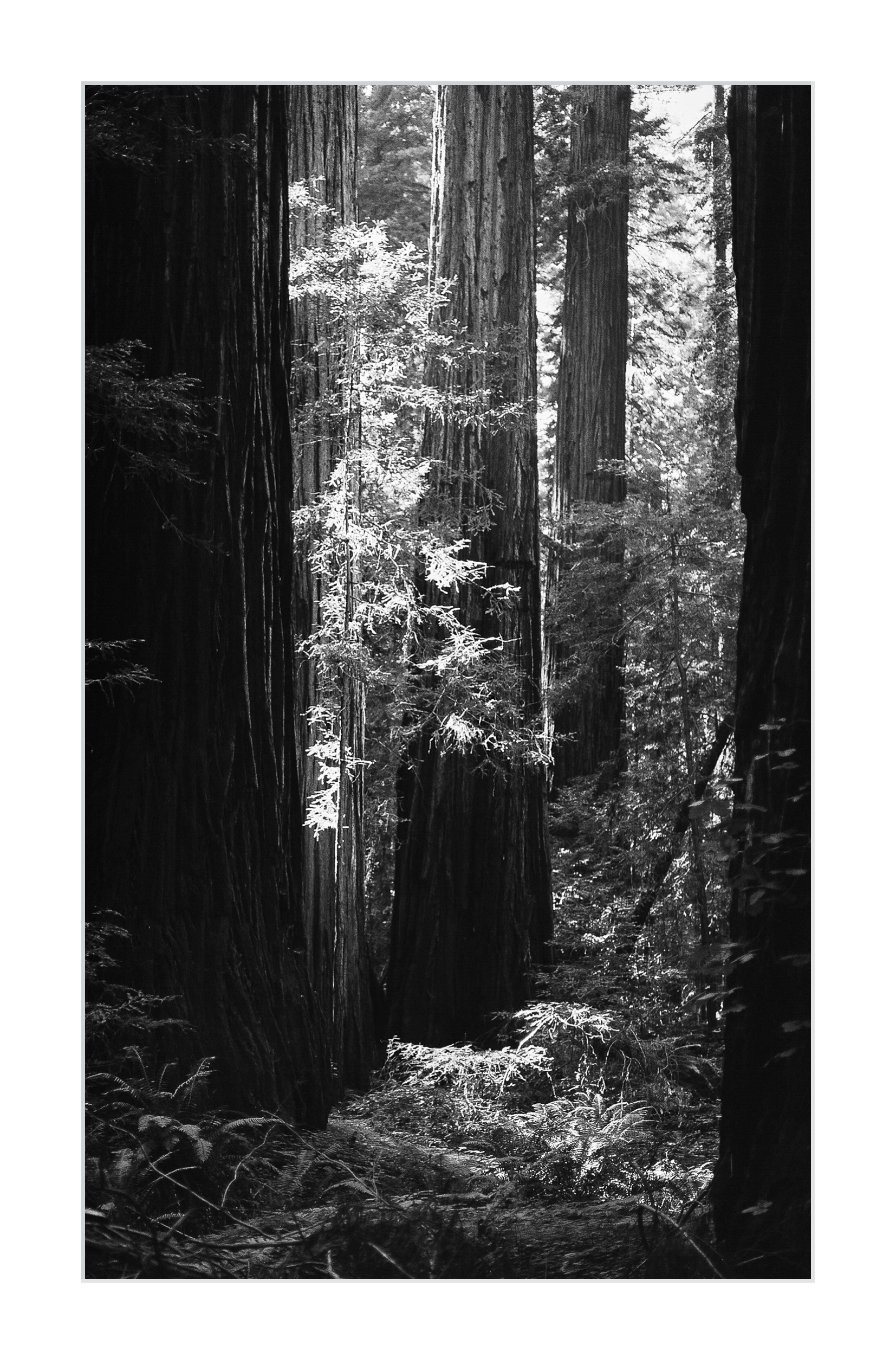 Amongst the Redwoods #1