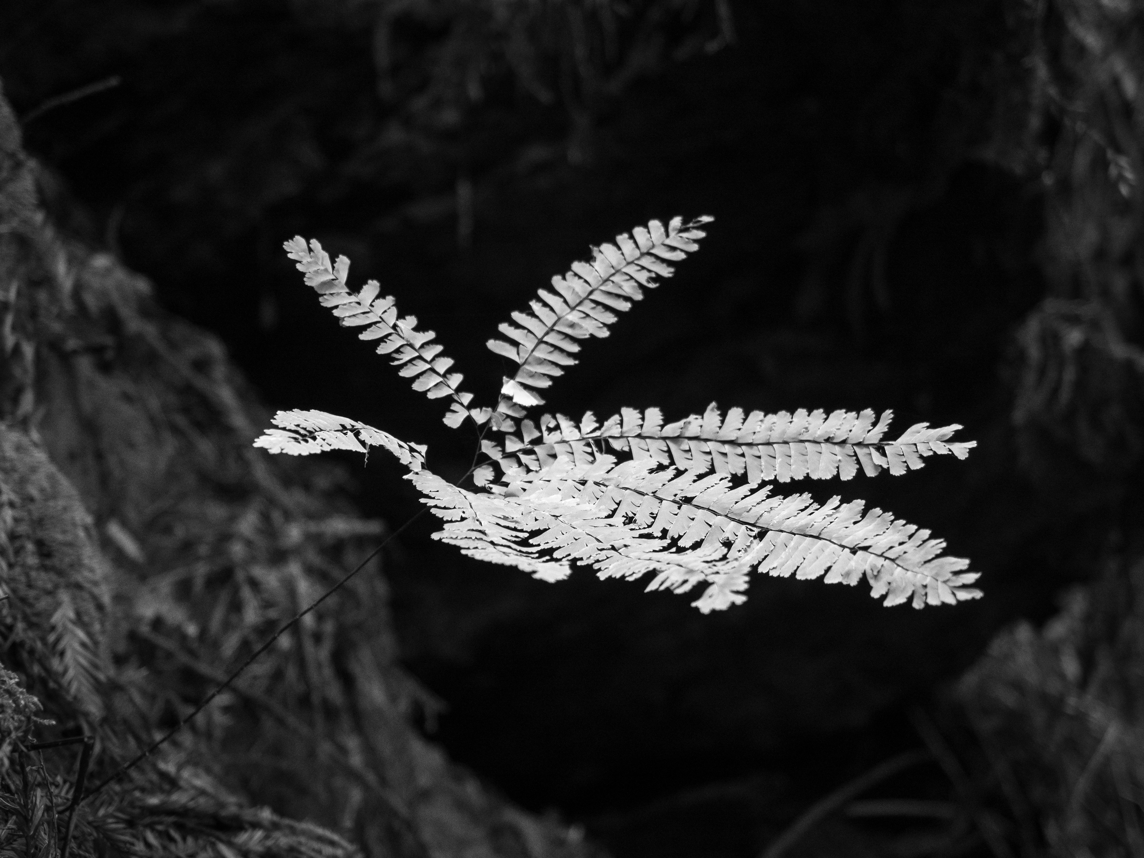 Growth Beneath the Redwoods