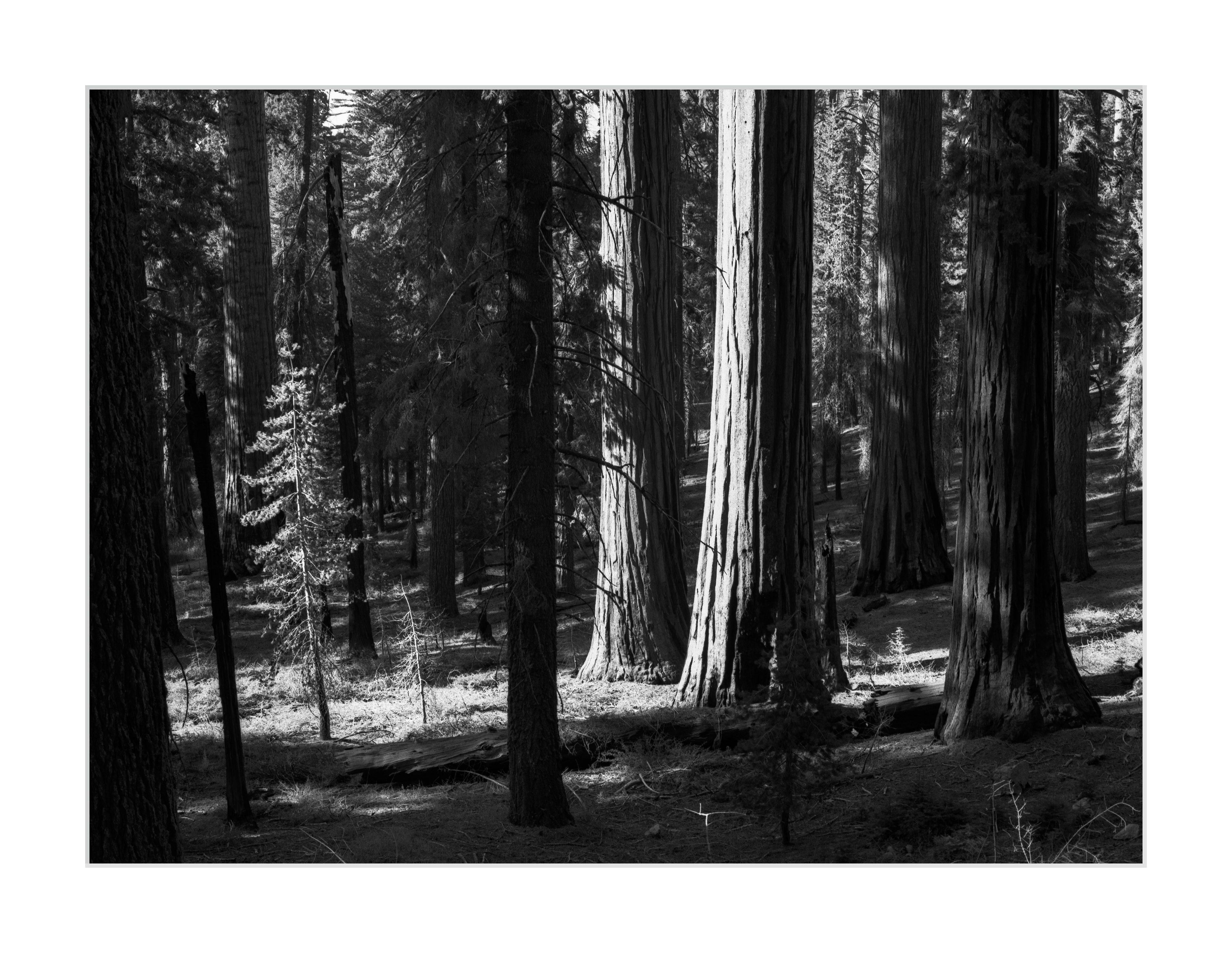 In the Light of the Mariposa Grove