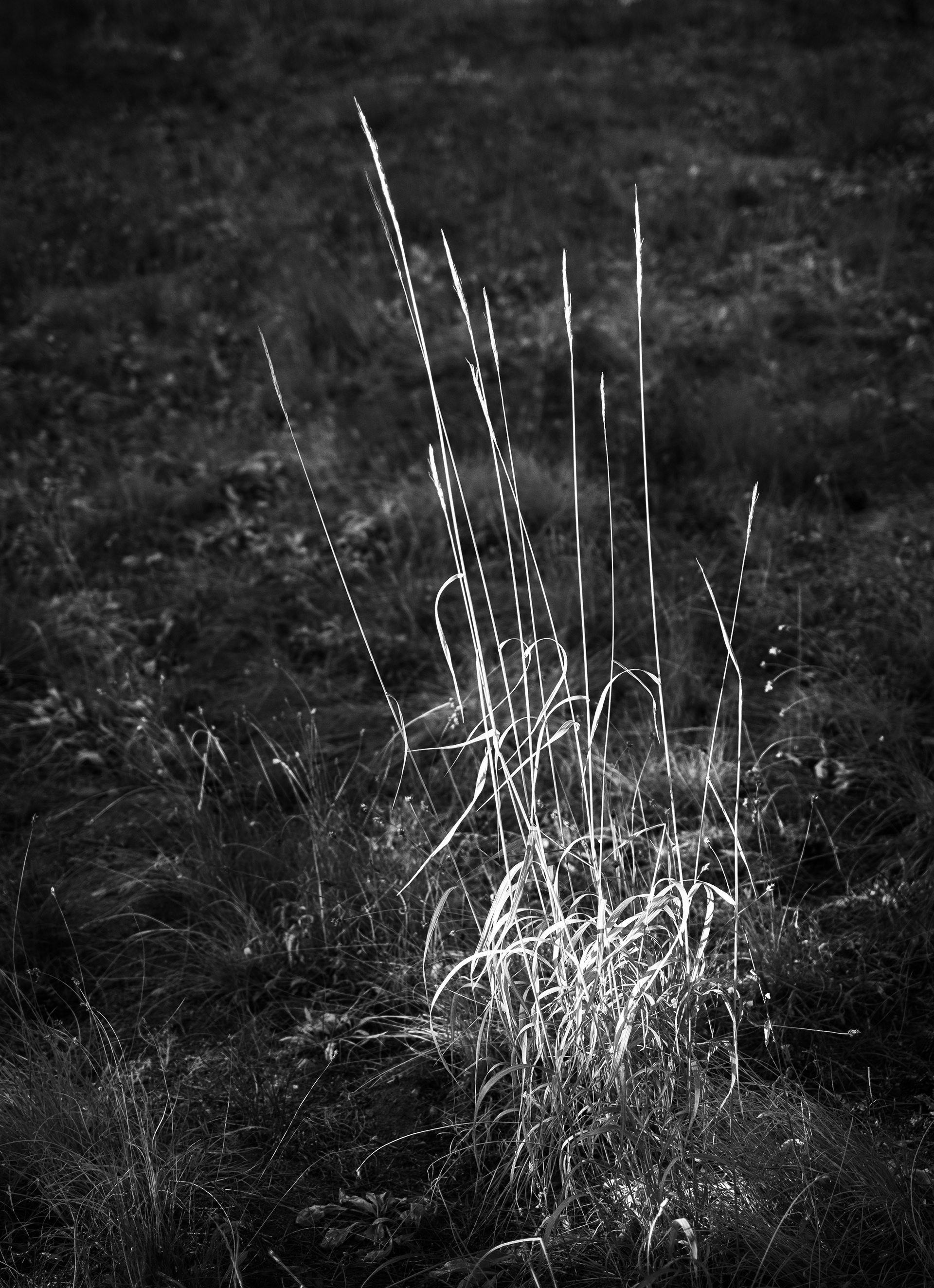 Grass in the Light