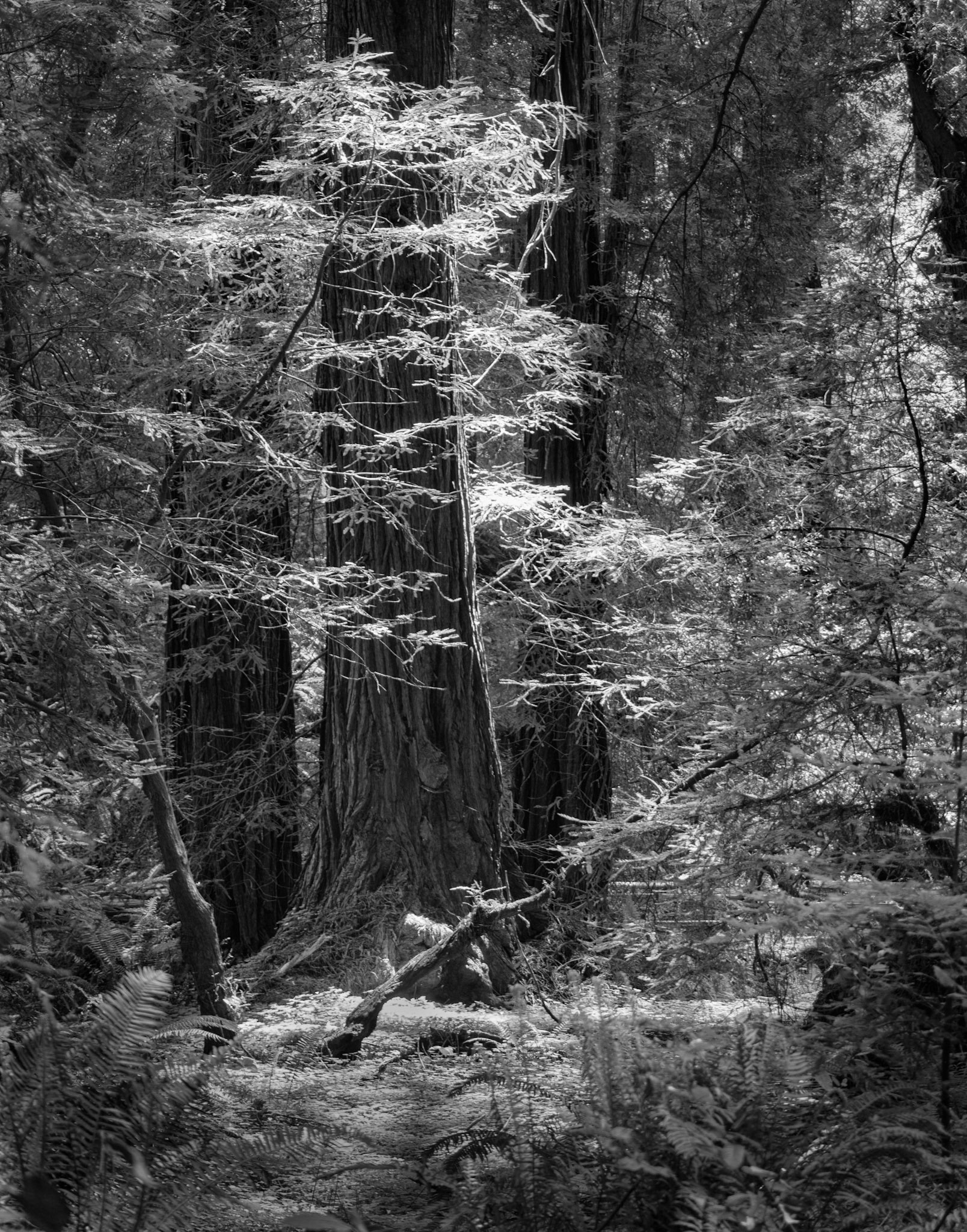 Three Redwoods Among the Forest #2