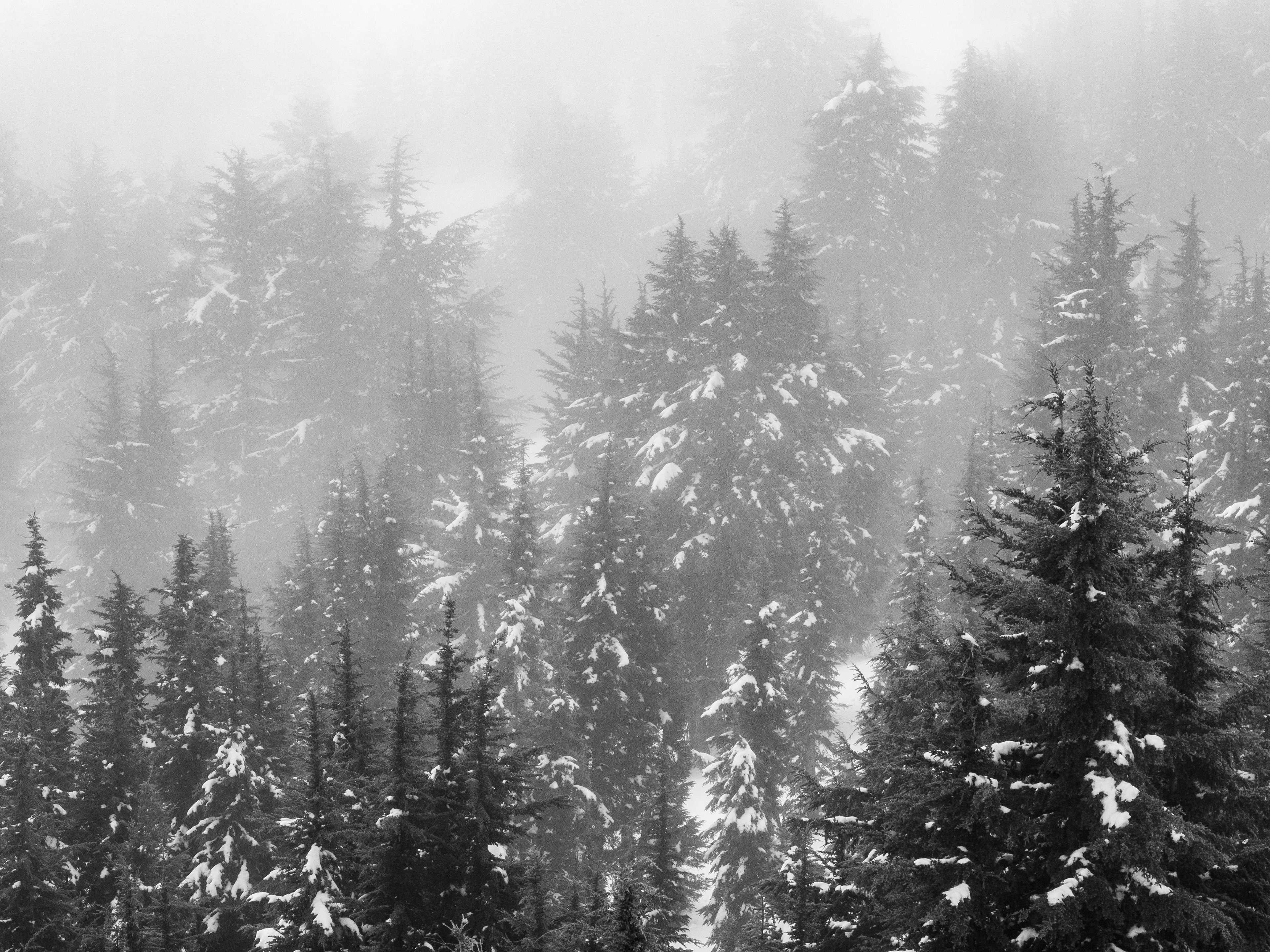 A Snow Covered Forest in Lassen