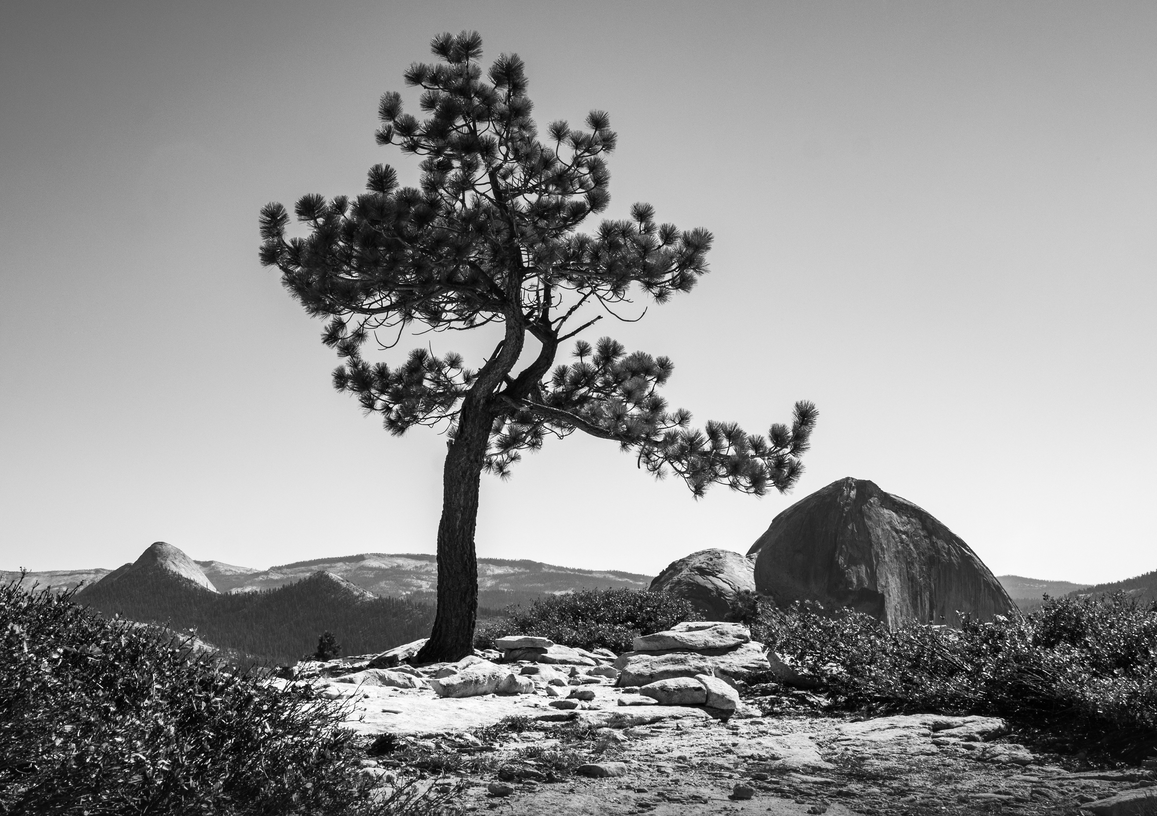 A Tree Atop Mount Watkins