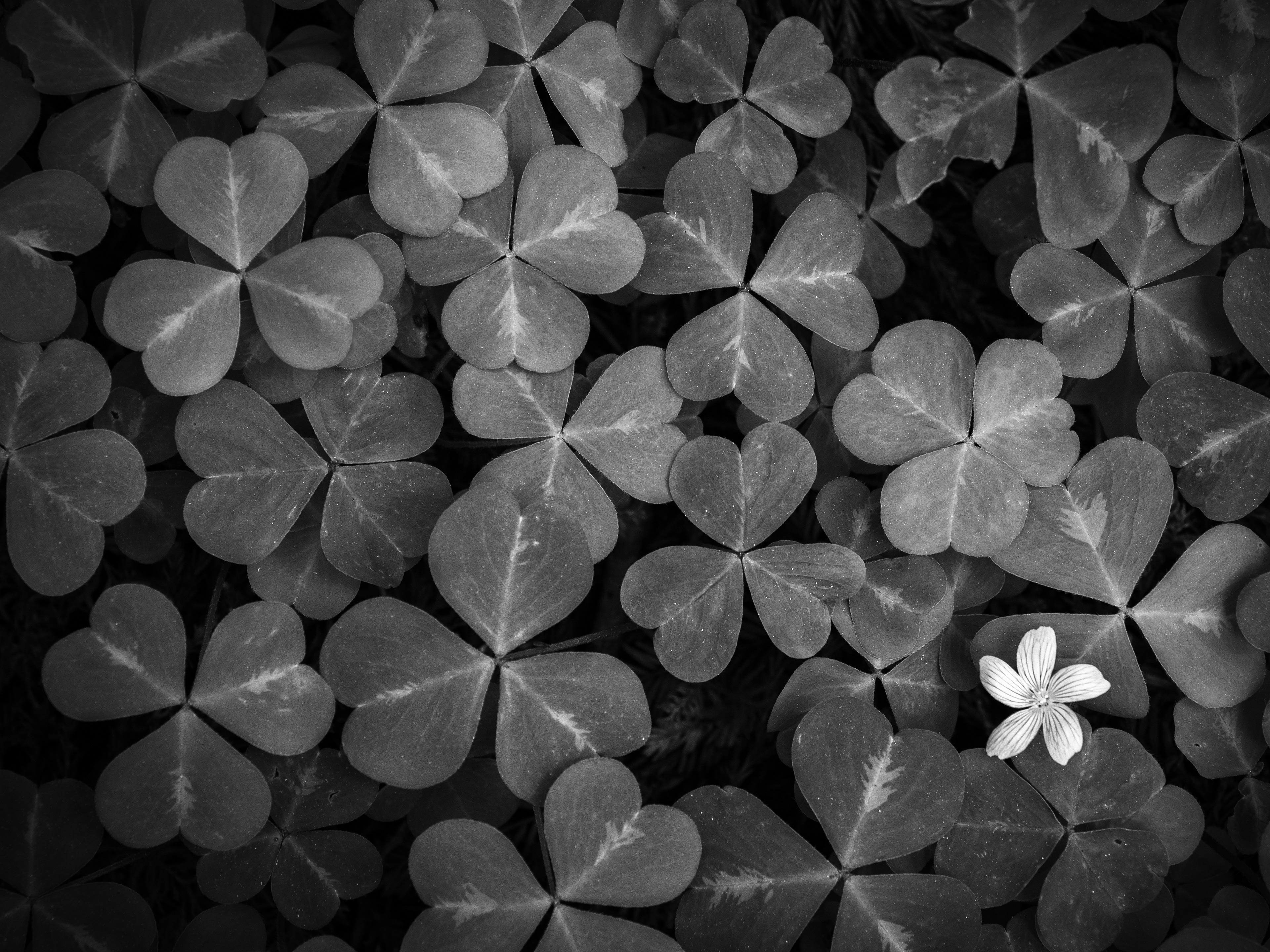 Redwood Sorrel #1