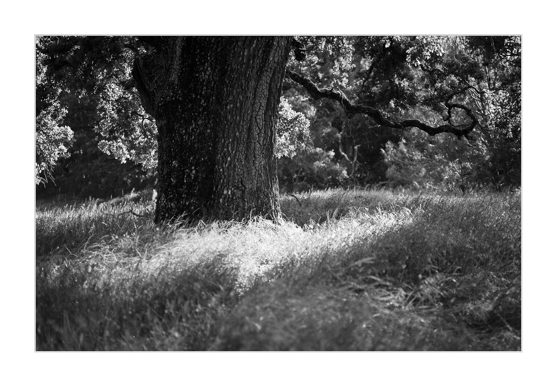 A Tree on Mount Diablo