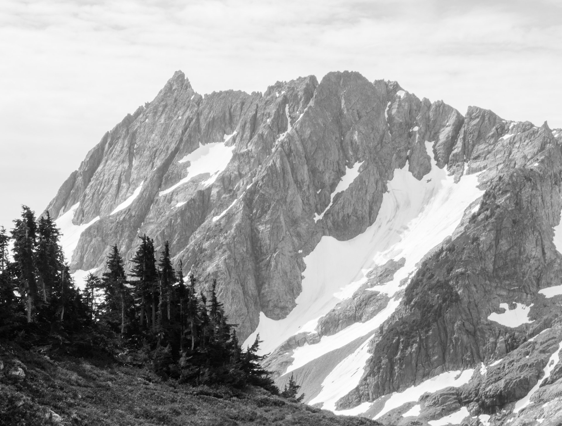 Trees Overlooking the Mountains